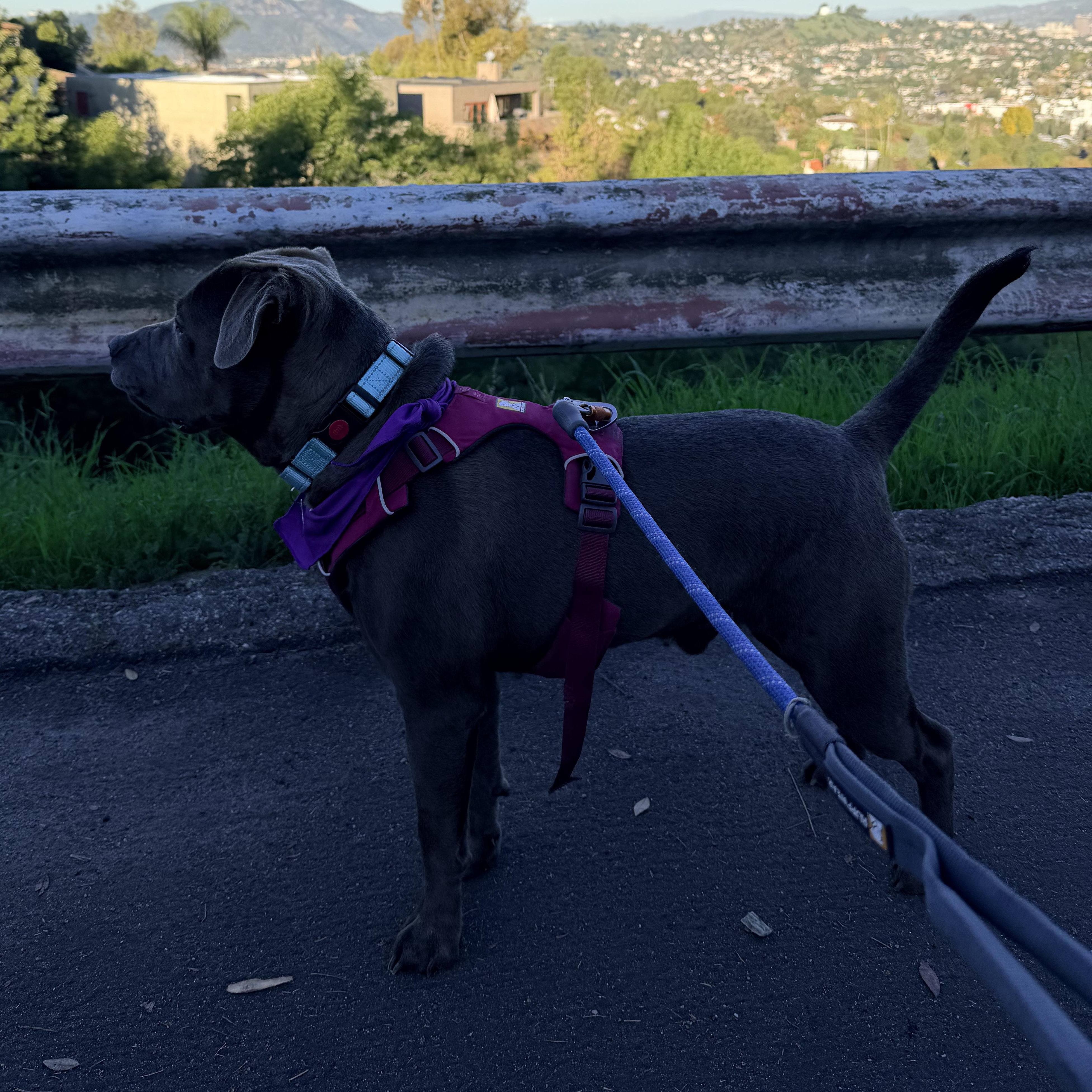 Enlarge Teddy, a ADOPTABLE mixed breed in Burbank, CA image 4/5