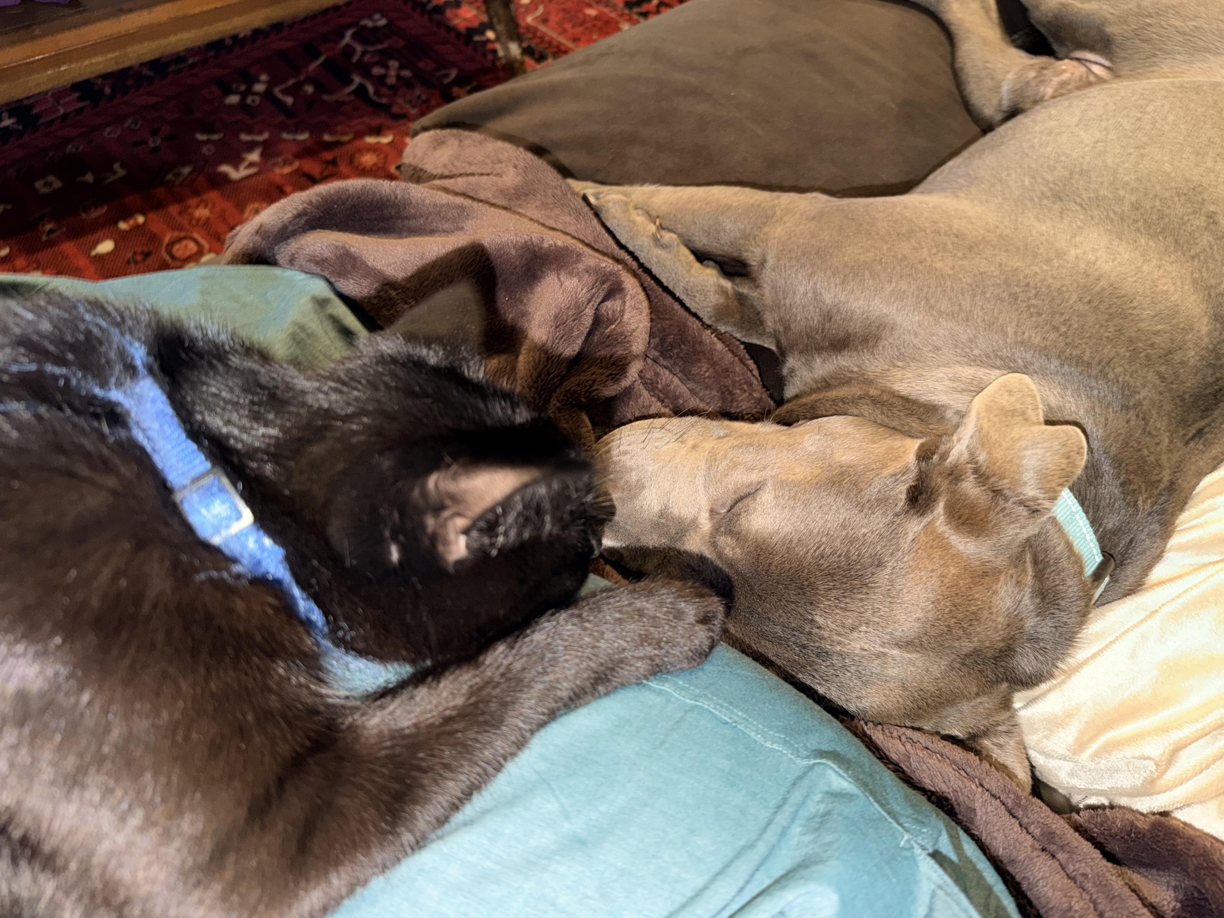 Enlarge Teddy, a ADOPTABLE mixed breed in Burbank, CA image 2/5