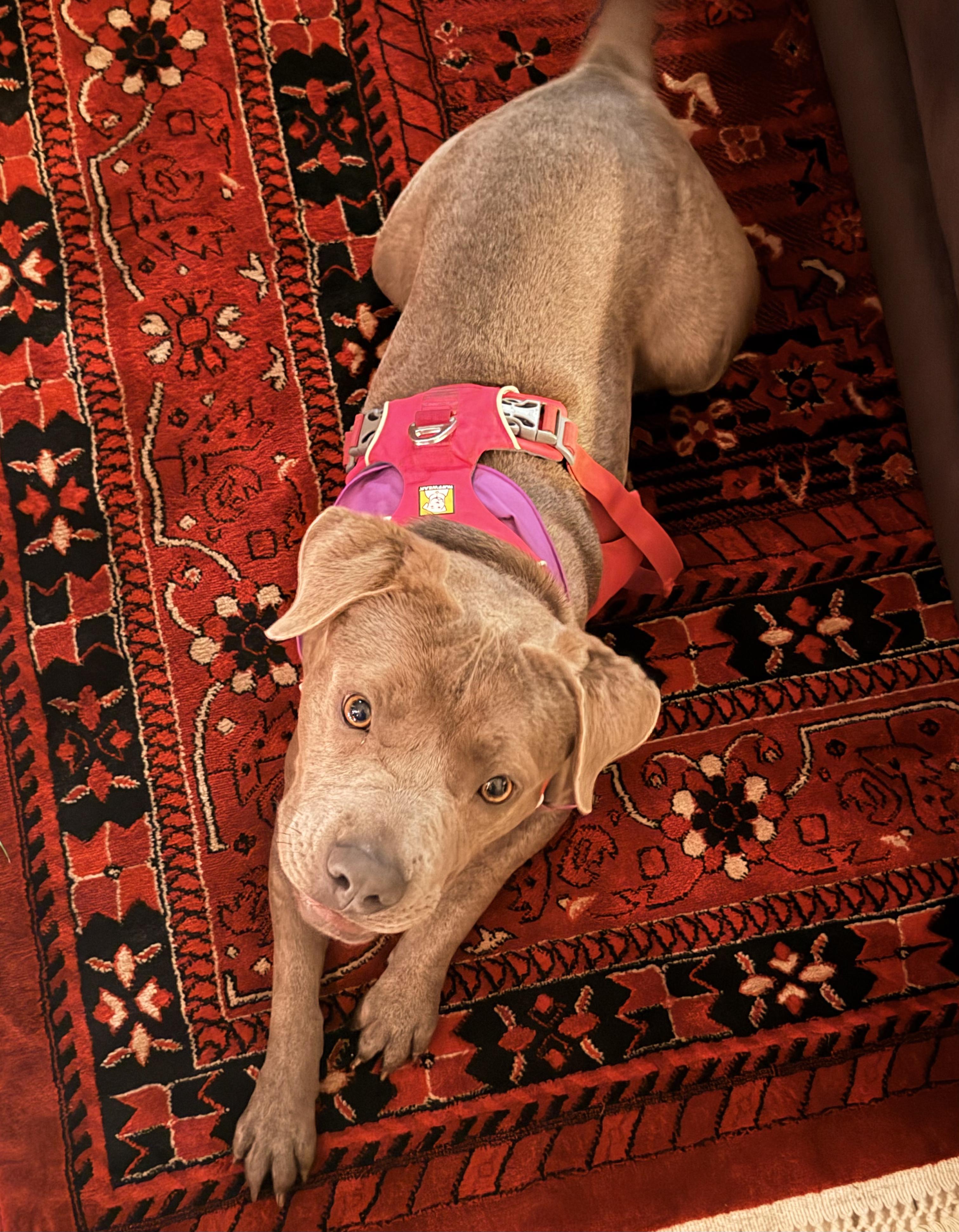 Enlarge Teddy, a ADOPTABLE mixed breed in Burbank, CA image 3/5