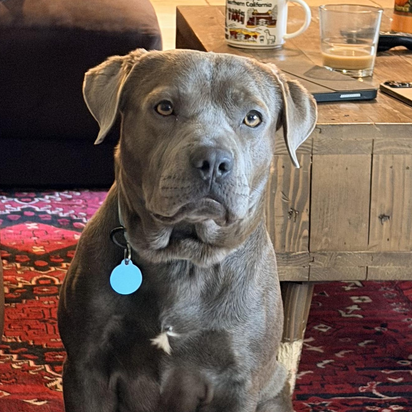 Enlarge Teddy, a ADOPTABLE mixed breed in Burbank, CA image 1/5