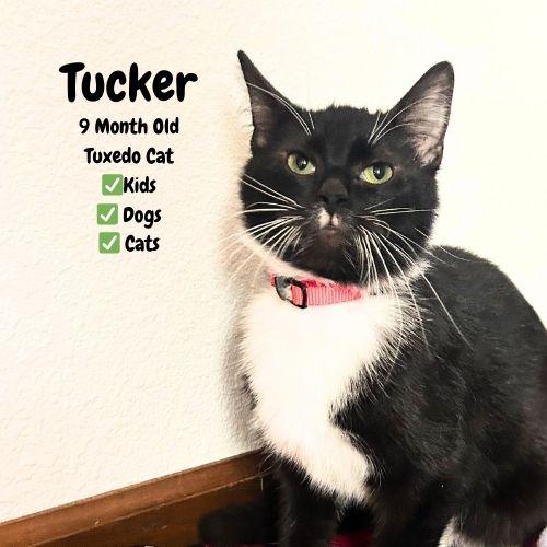 Tucker, Adopted, Young Male Domestic Short Hair.