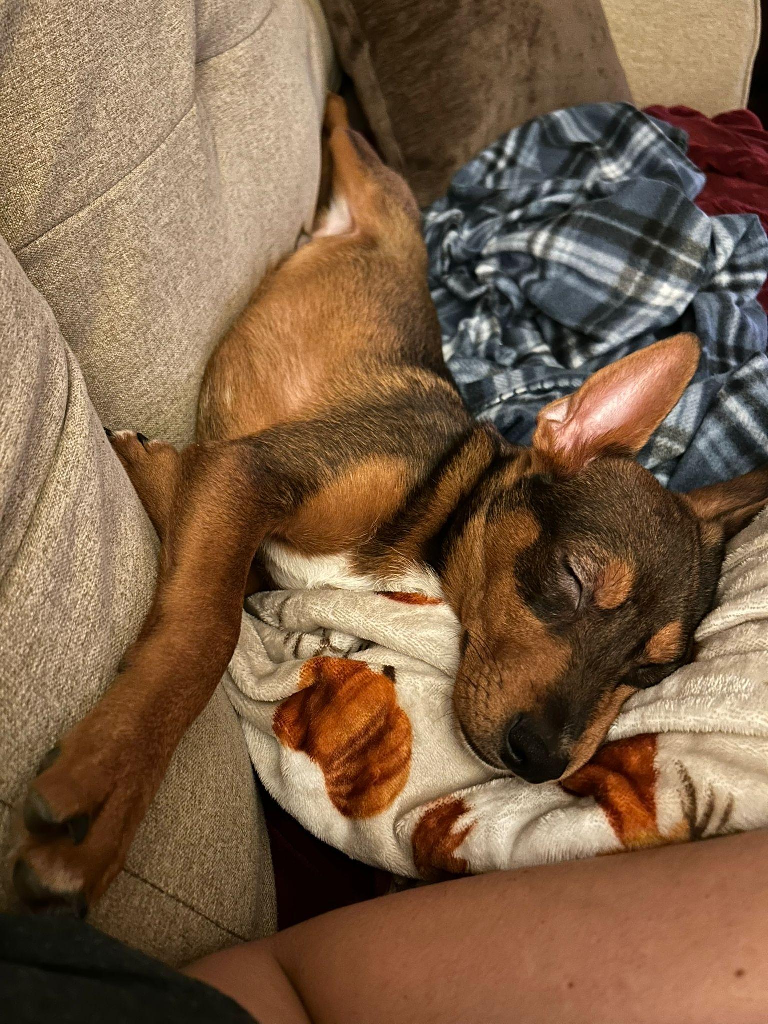 Ekko, a Adoptable mixed breed in New York, NY image 2/6