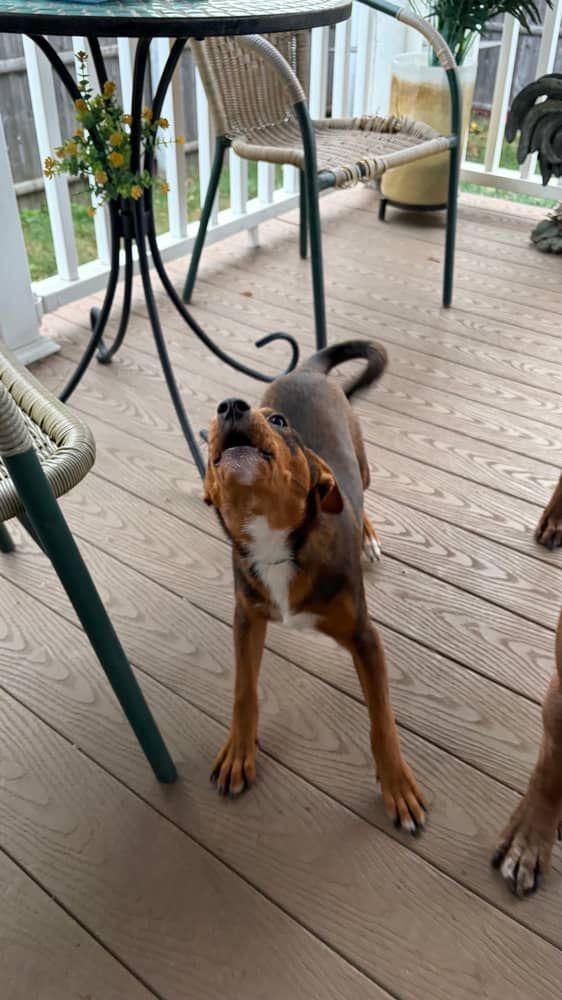 Ekko, a Adoptable mixed breed in New York, NY image 3/6