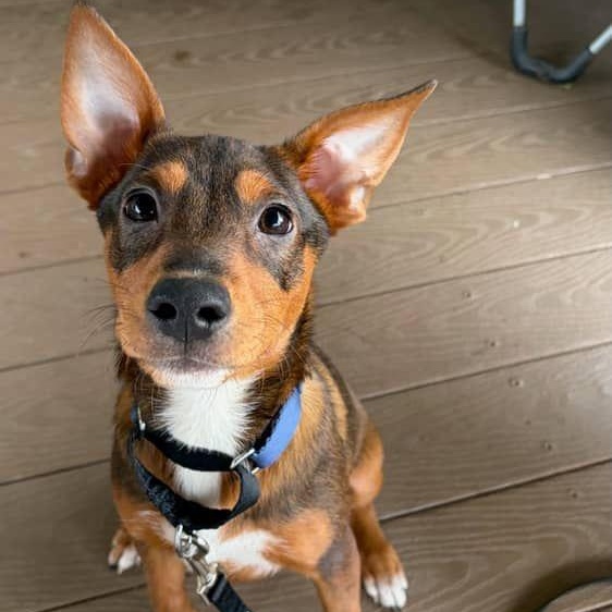 Ekko, Adoptable, Young Male Chihuahua.