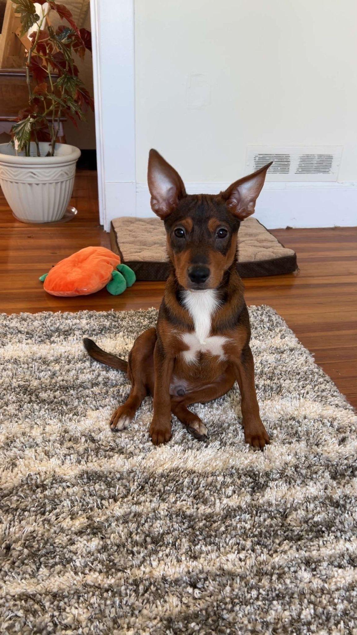 Ekko, a Adoptable mixed breed in New York, NY image 4/6