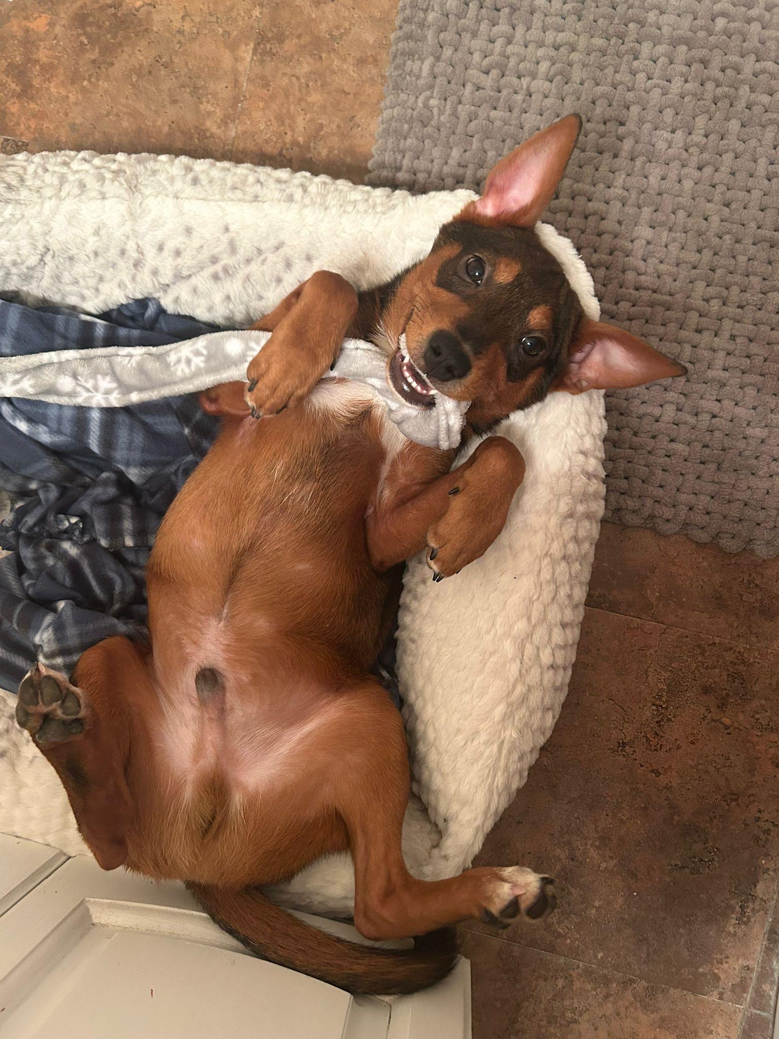 Ekko, a Adoptable mixed breed in New York, NY image 5/6