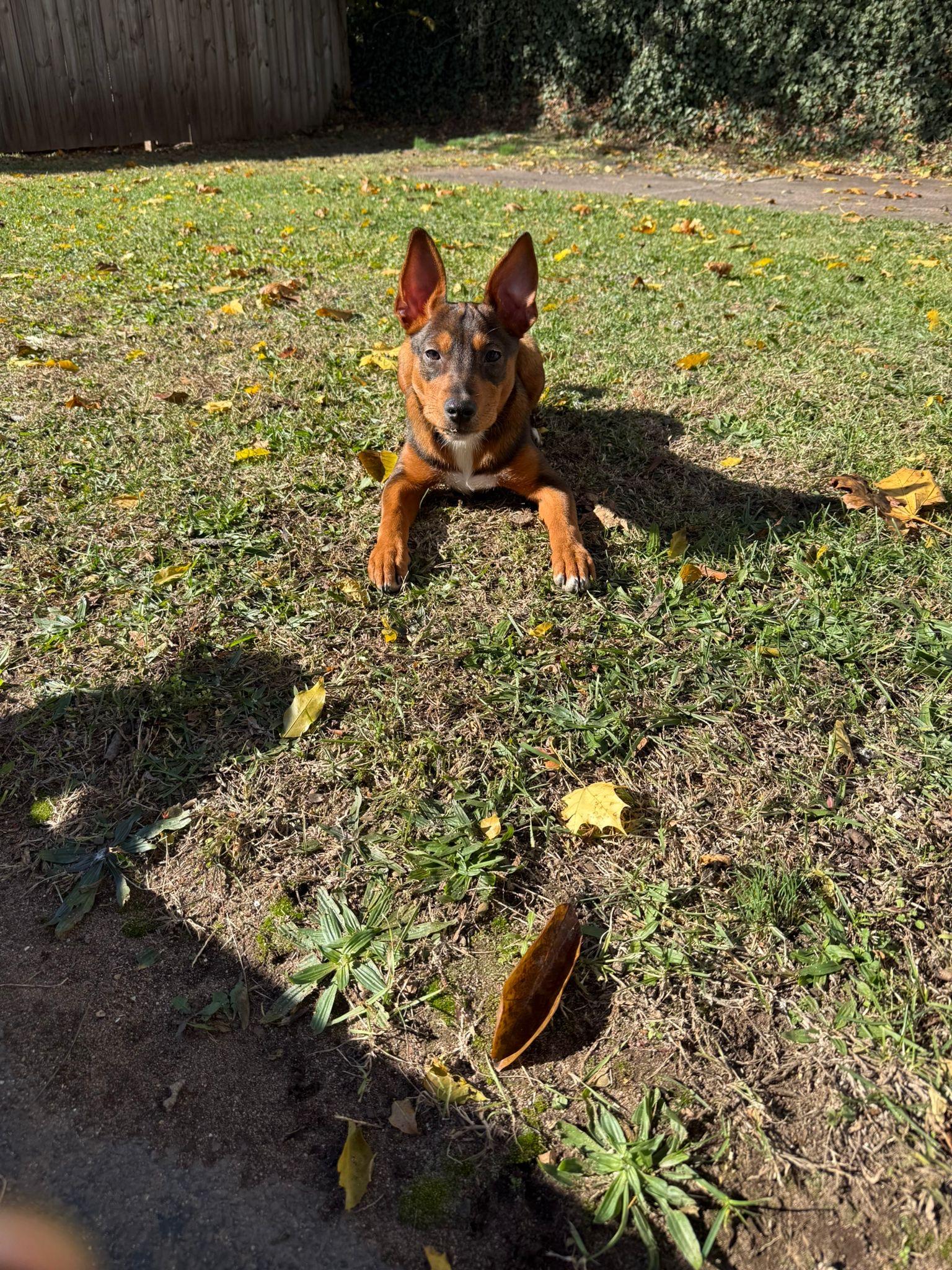 Ekko, a Adoptable mixed breed in New York, NY image 6/6