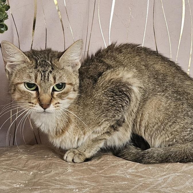 Dionne, Adoptable, Adult Female Domestic Short Hair.