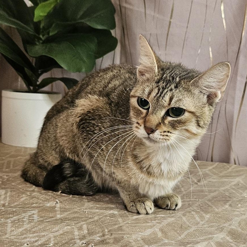 Enlarge Dionne, a Adoptable Domestic Short Hair in Claremont, NH image 2/2