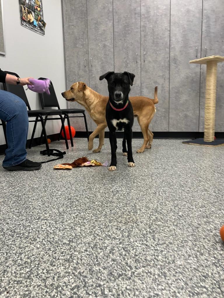 Pecan, Adoptable, Young Female Mixed Breed.