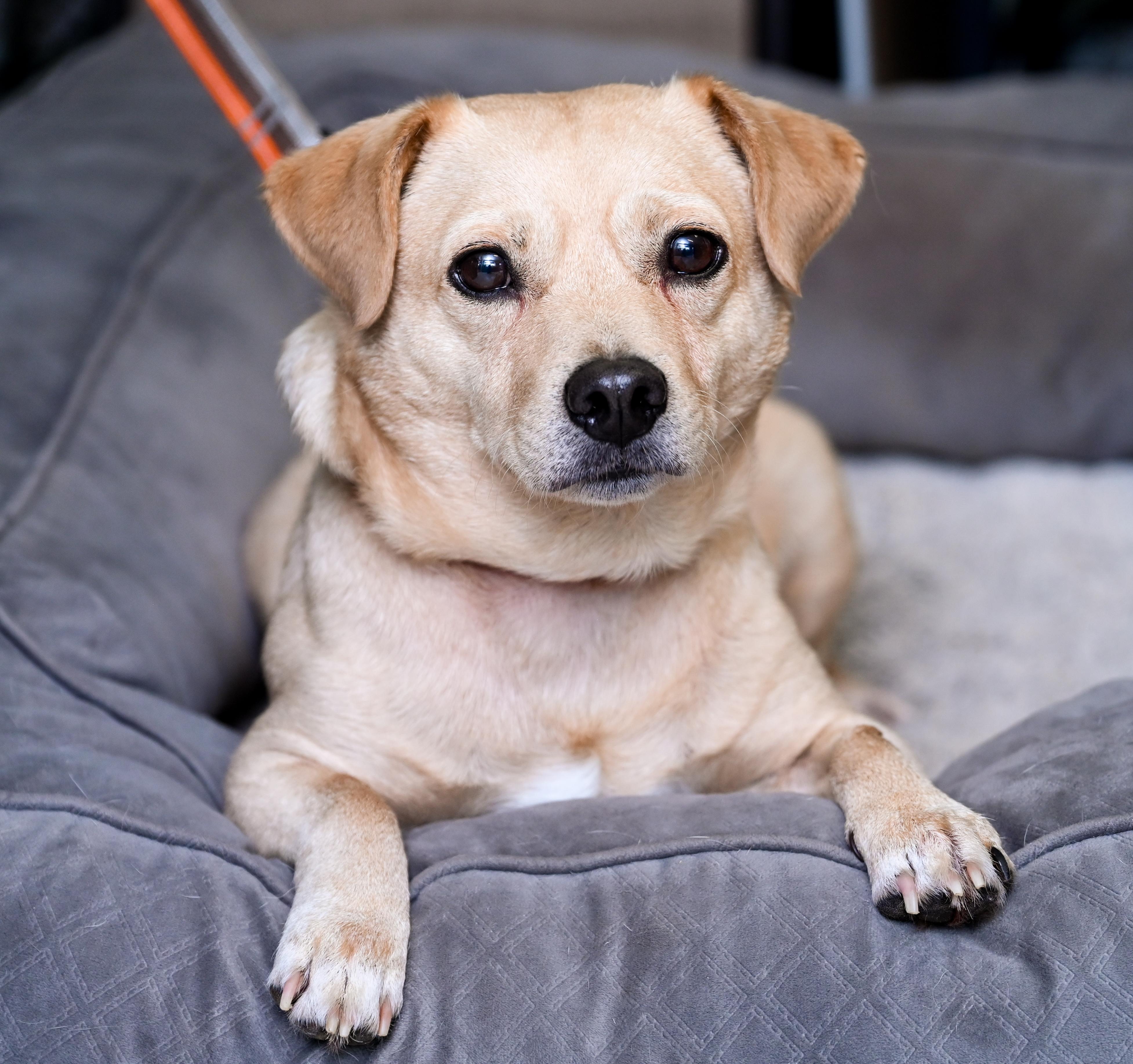 Meatloaf, an adopted mixed breed in Chattanooga, TN image 2/6