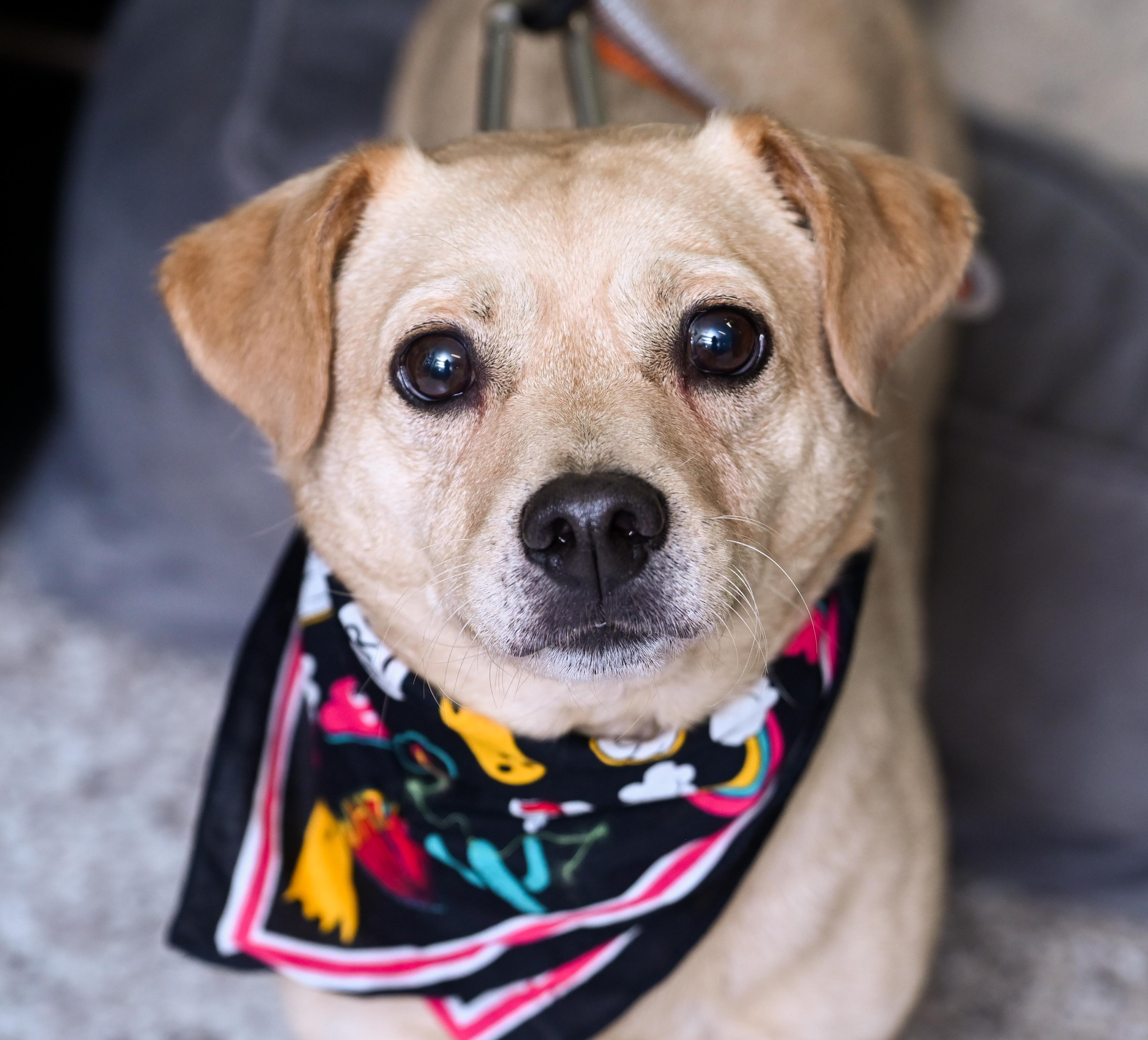 Meatloaf, adopted, Adult Male Terrier.