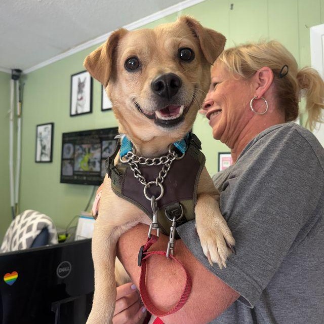Meatloaf, an adopted mixed breed in Chattanooga, TN image 6/6