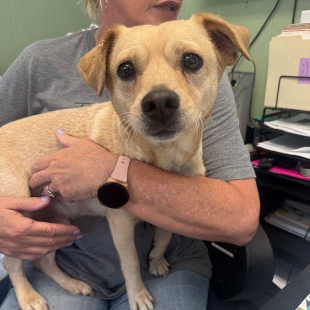 Meatloaf, an adopted mixed breed in Chattanooga, TN image 5/6