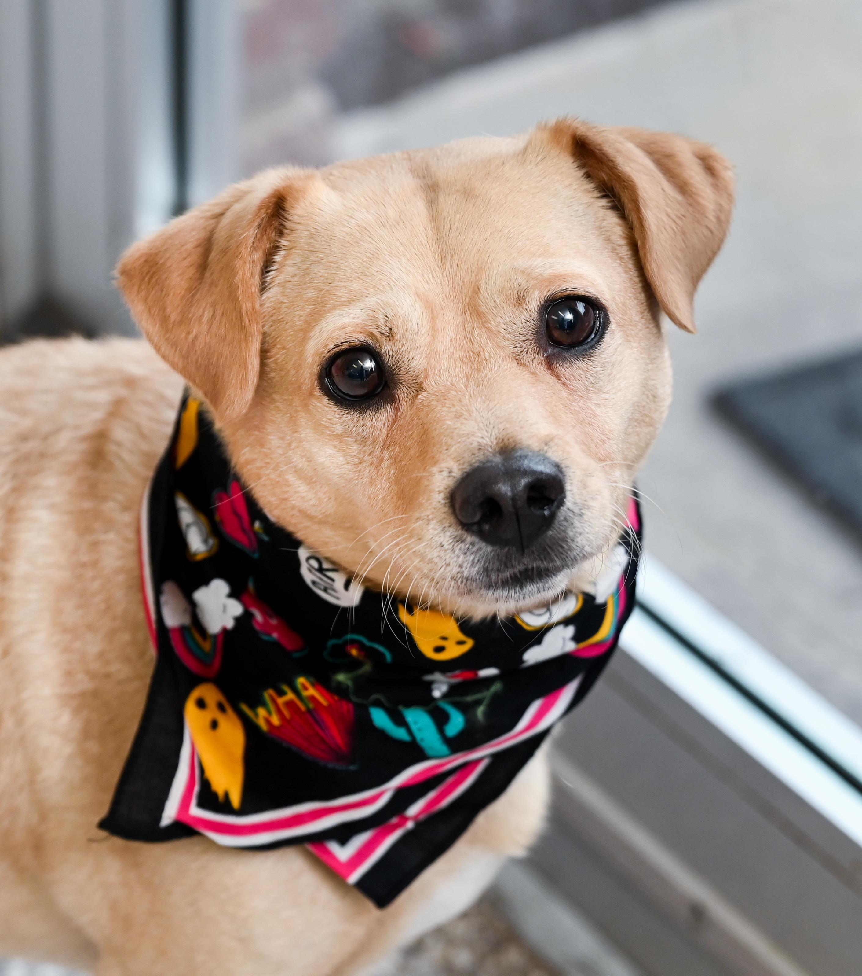 Meatloaf, an adopted mixed breed in Chattanooga, TN image 3/6