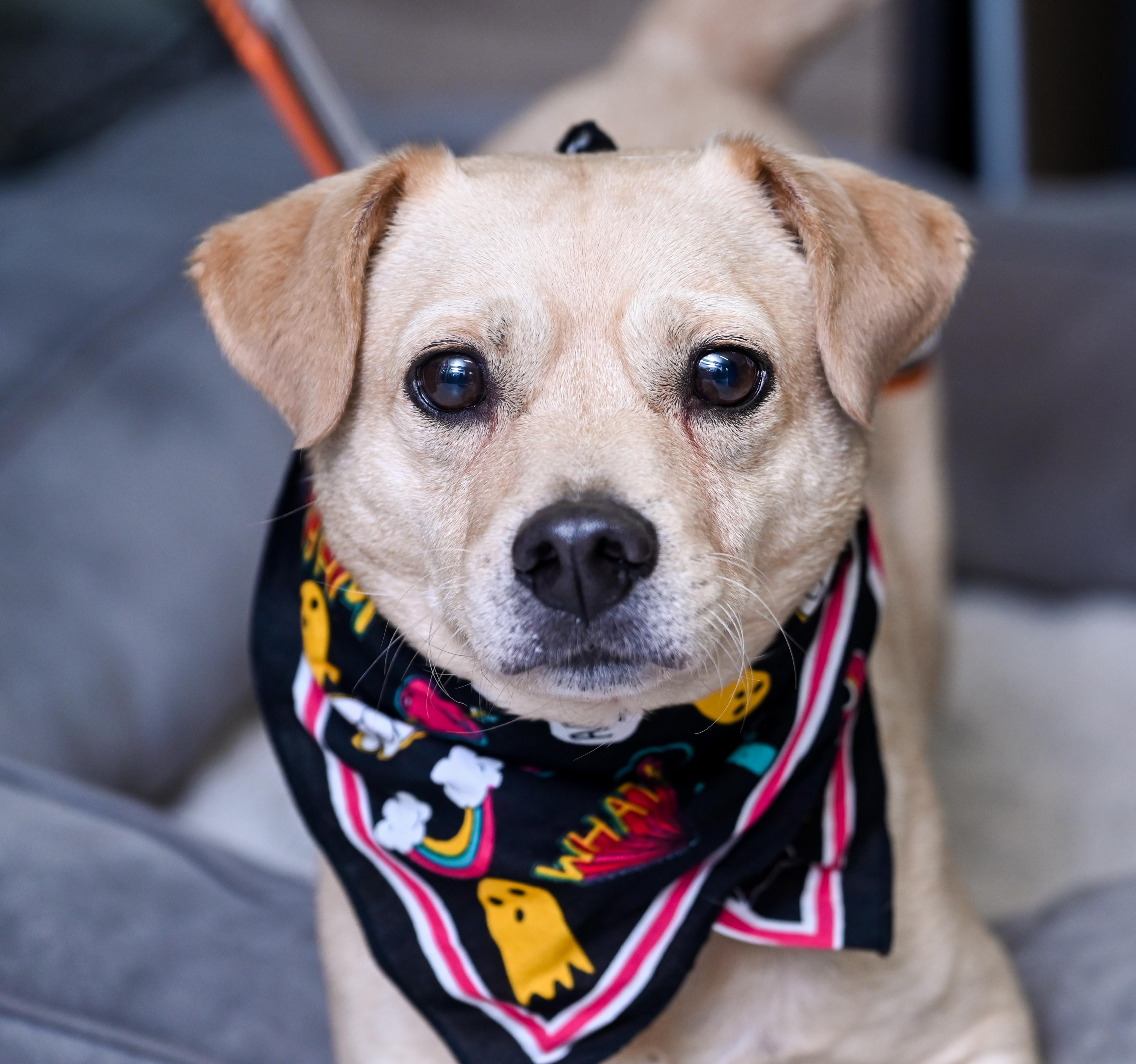 Meatloaf, an adopted mixed breed in Chattanooga, TN image 4/6