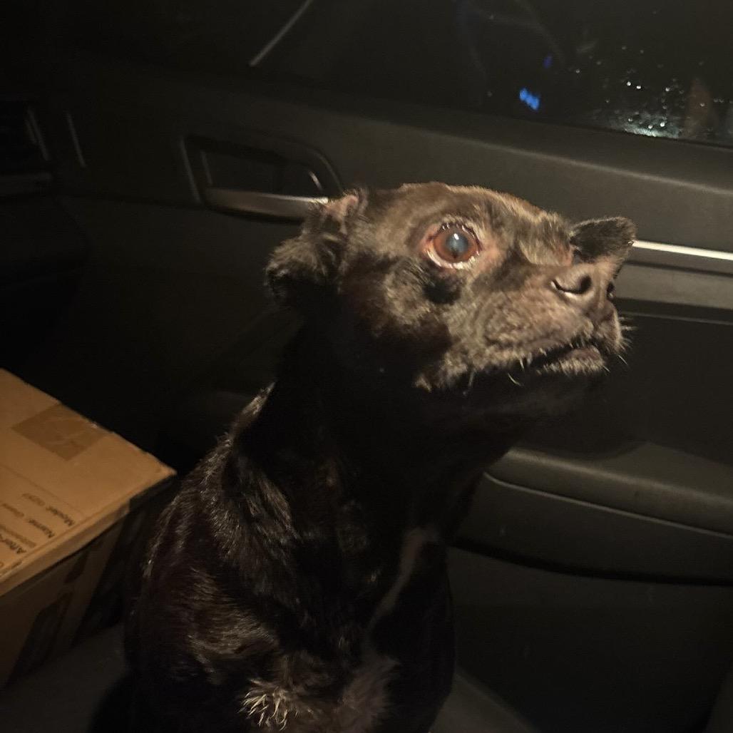 Enlarge Onyx, a Adoptable mixed breed in Tipton, IN image 1/6