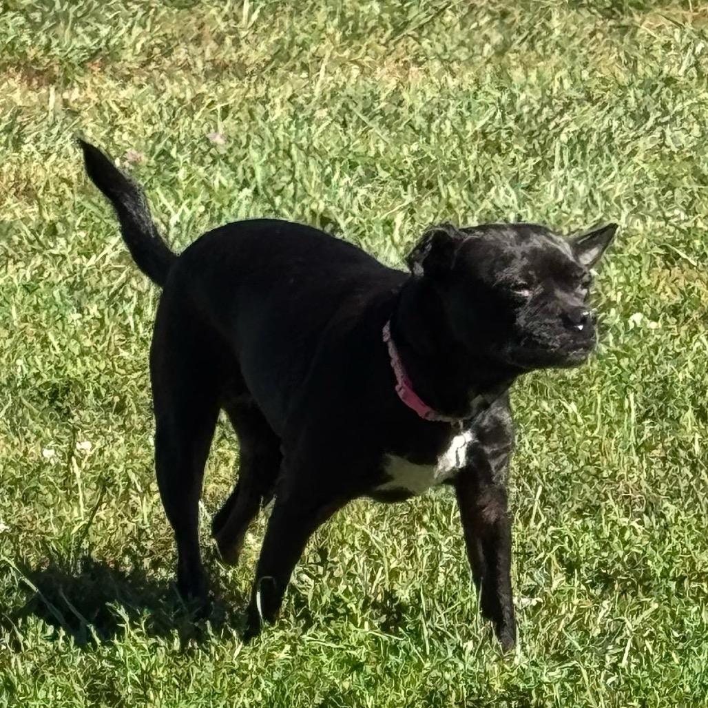Enlarge Onyx, a Adoptable mixed breed in Tipton, IN image 4/6