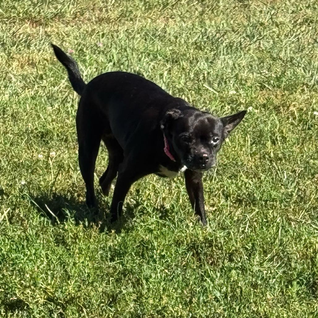 Enlarge Onyx, a Adoptable mixed breed in Tipton, IN image 5/6