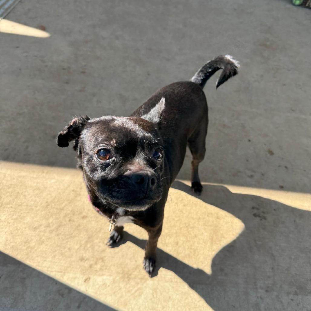 Enlarge Onyx, a Adoptable mixed breed in Tipton, IN image 6/6