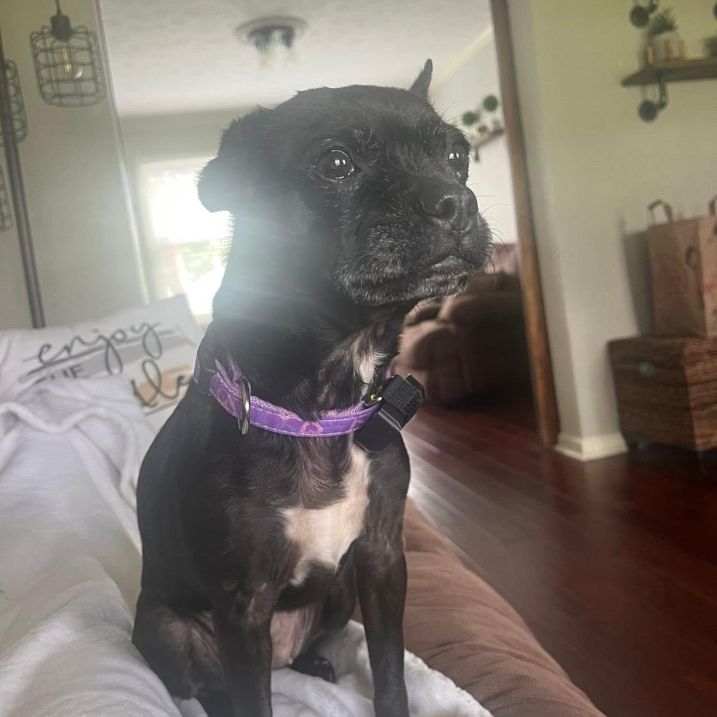 Enlarge Onyx, a Adoptable mixed breed in Tipton, IN image 6/6