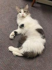 Bella, a Adoptable Domestic Long Hair in Penfield, NY image 3/5