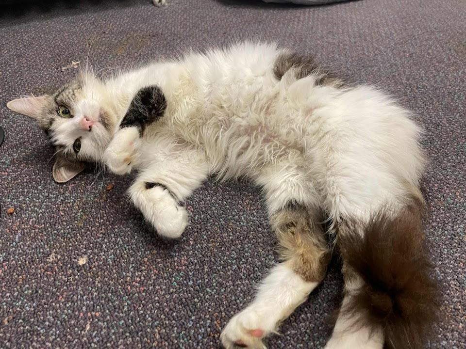 Bella, a Adoptable Domestic Long Hair in Penfield, NY image 5/5