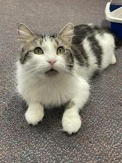 Bella, a Adoptable Domestic Long Hair in Penfield, NY image 4/5