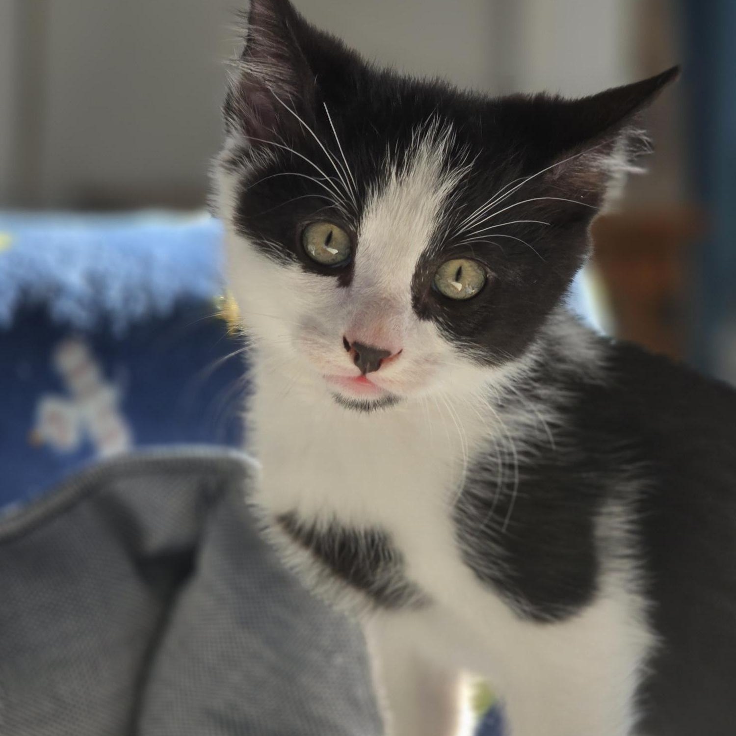 Irvine, a Adoptable Domestic Medium Hair in FITCHBURG, MA image 2/6