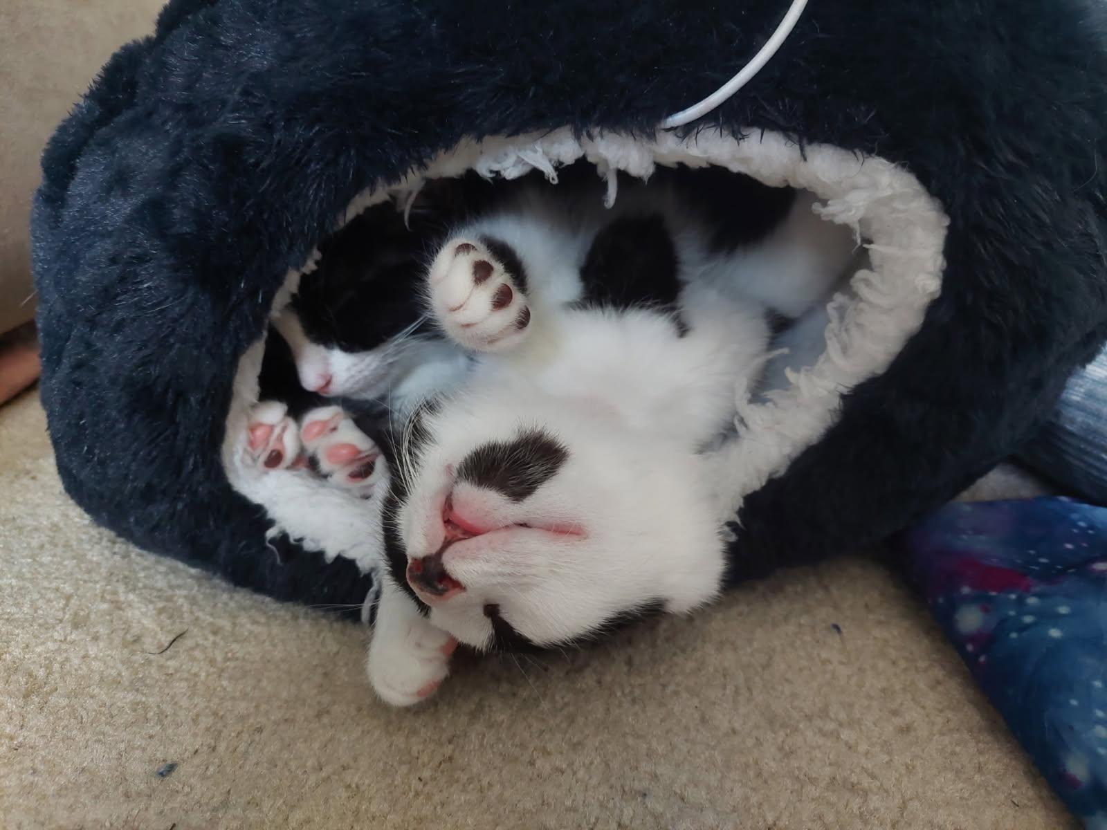 Irvine, a Adoptable Domestic Medium Hair in FITCHBURG, MA image 3/6