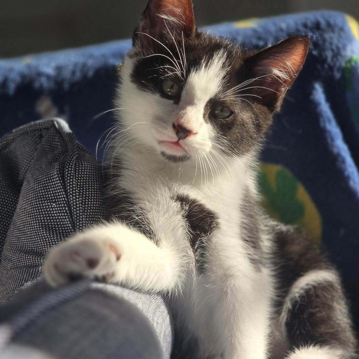 Irvine, a Adoptable Domestic Medium Hair in FITCHBURG, MA image 4/6