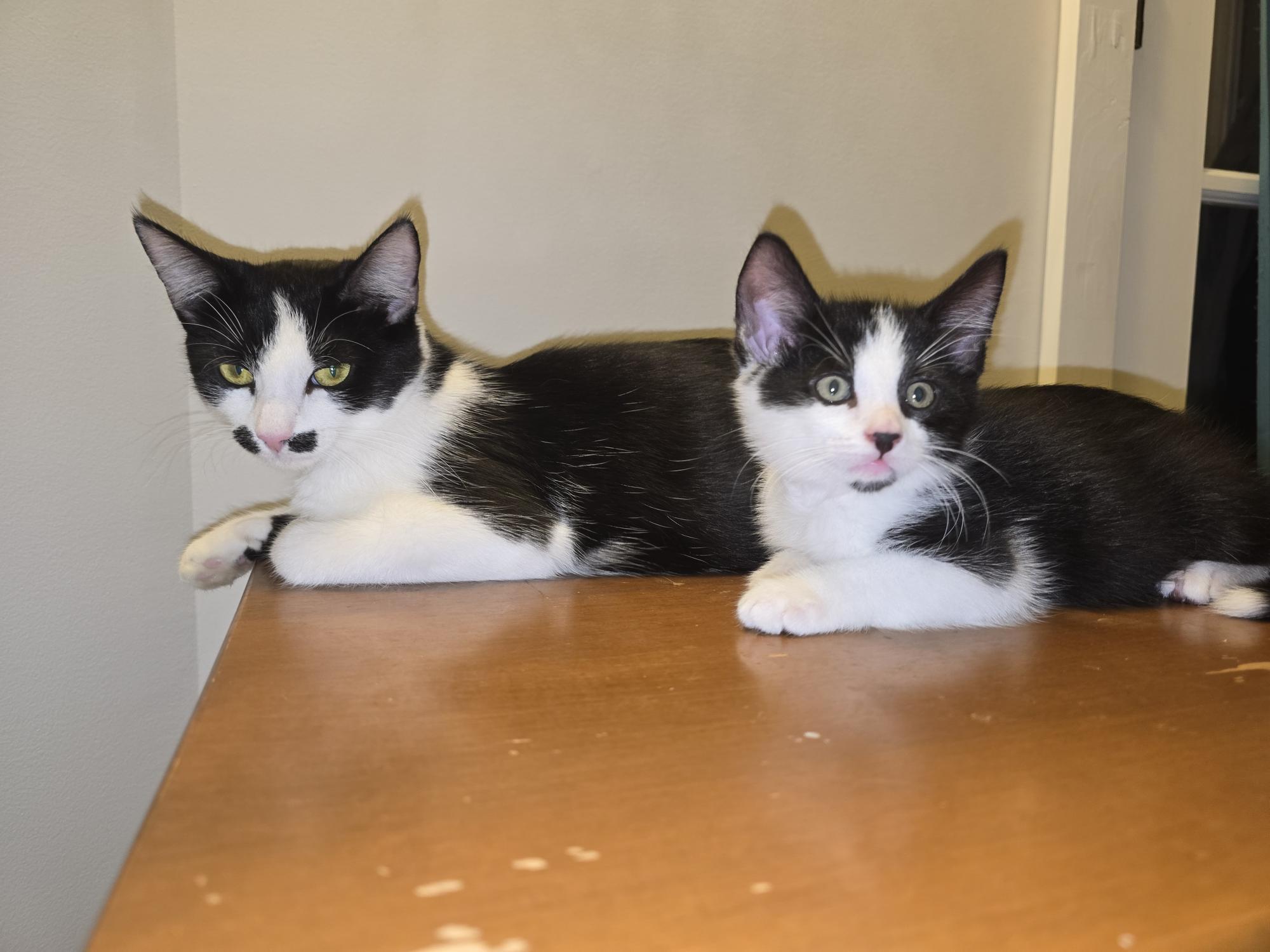 Irvine, a Adoptable Domestic Medium Hair in FITCHBURG, MA image 5/6