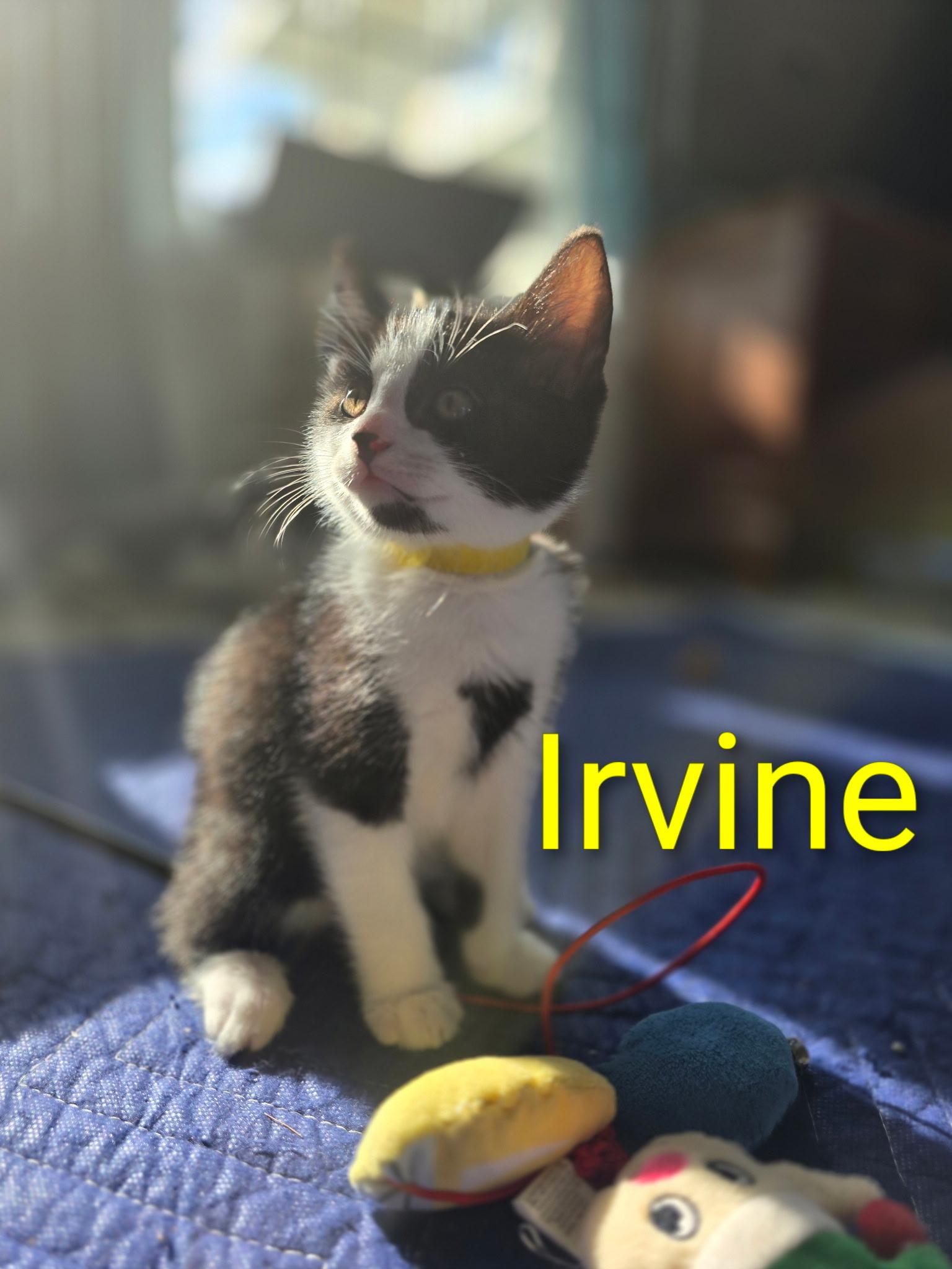 Irvine, Adoptable, Kitten Male Domestic Medium Hair.