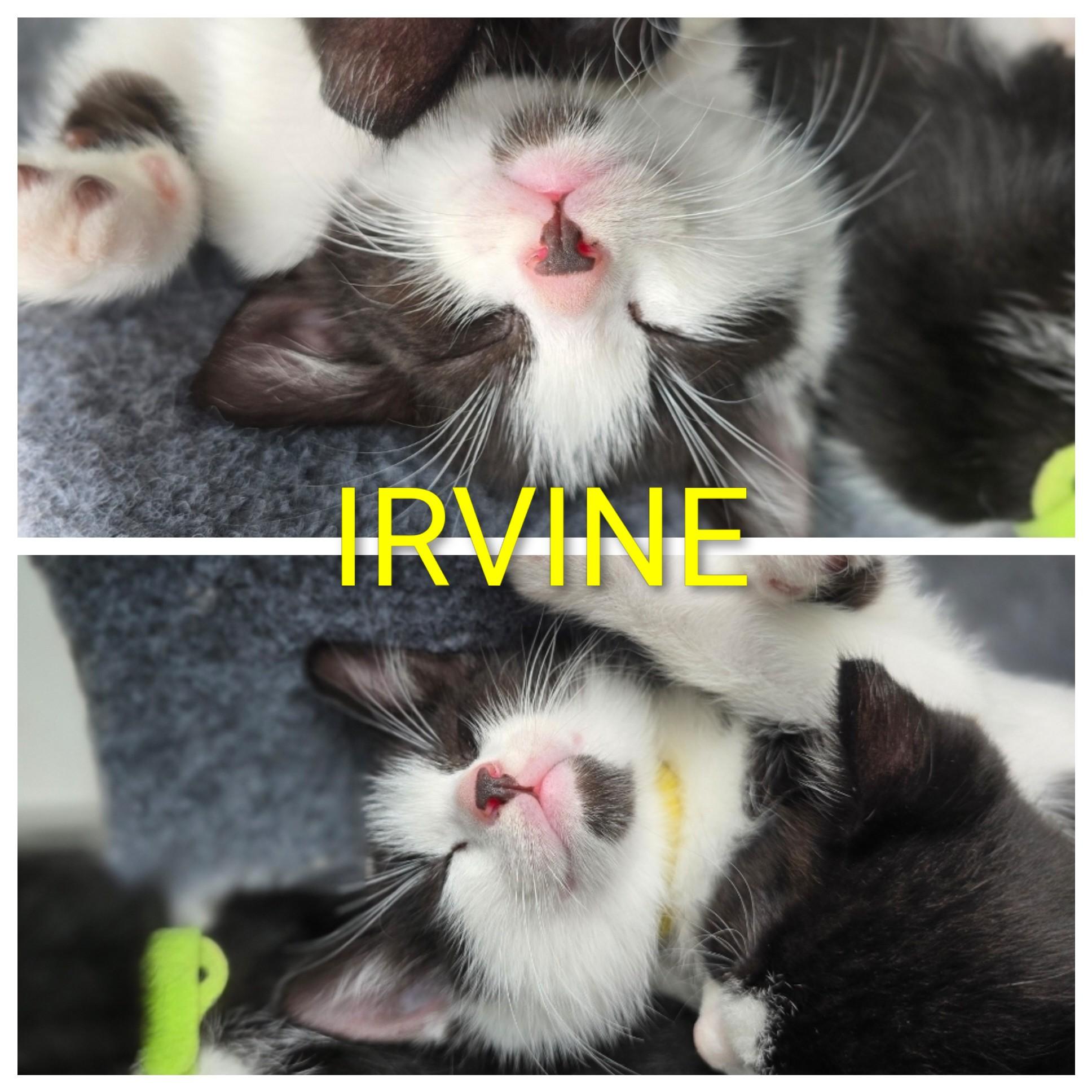 Irvine, a Adoptable Domestic Medium Hair in FITCHBURG, MA image 6/6