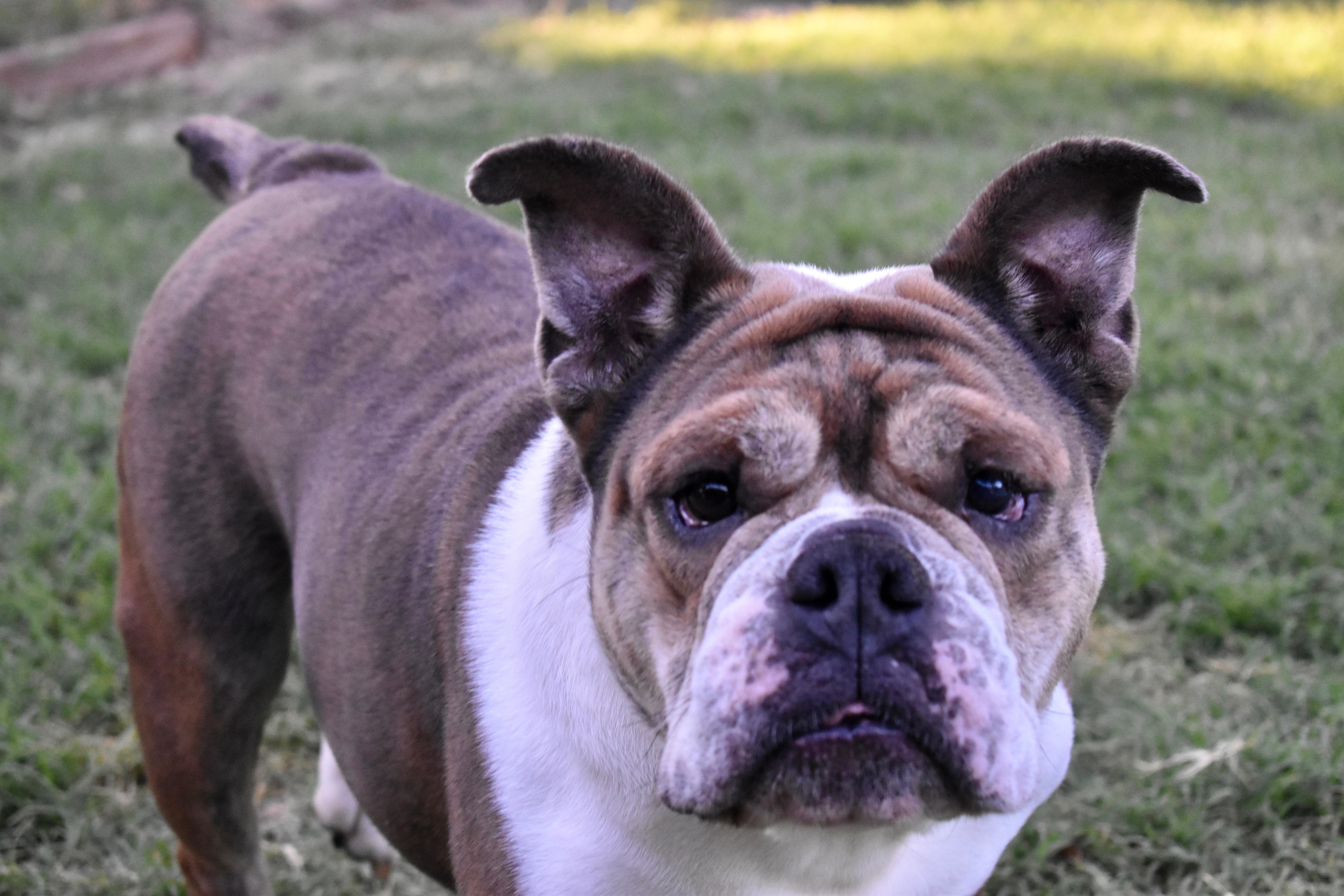 Trudy Toad, Adoptable, Adult Female English Bulldog.