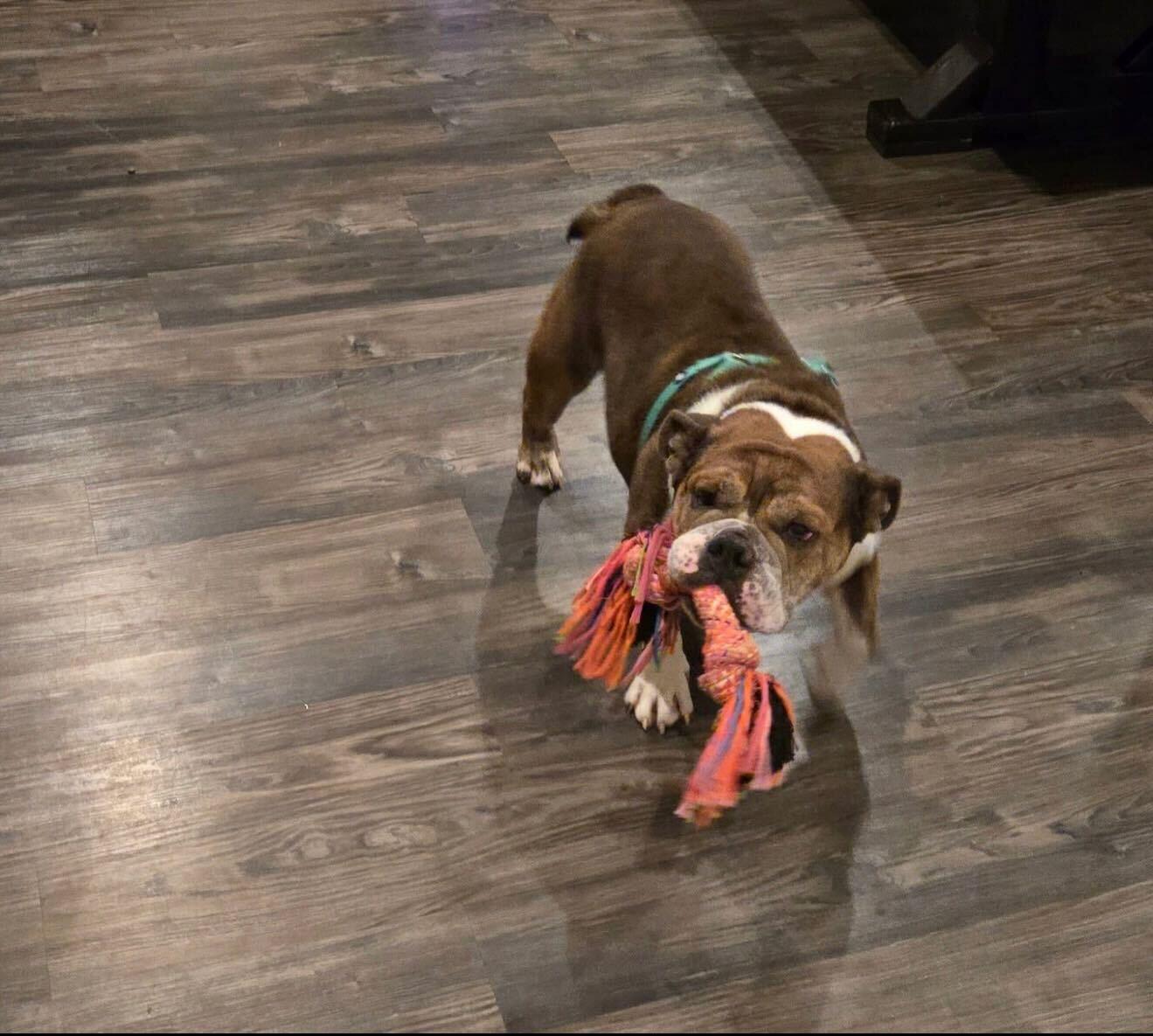 Enlarge Trudy Toad, a Adoptable English Bulldog in Mendham , NJ image 5/6