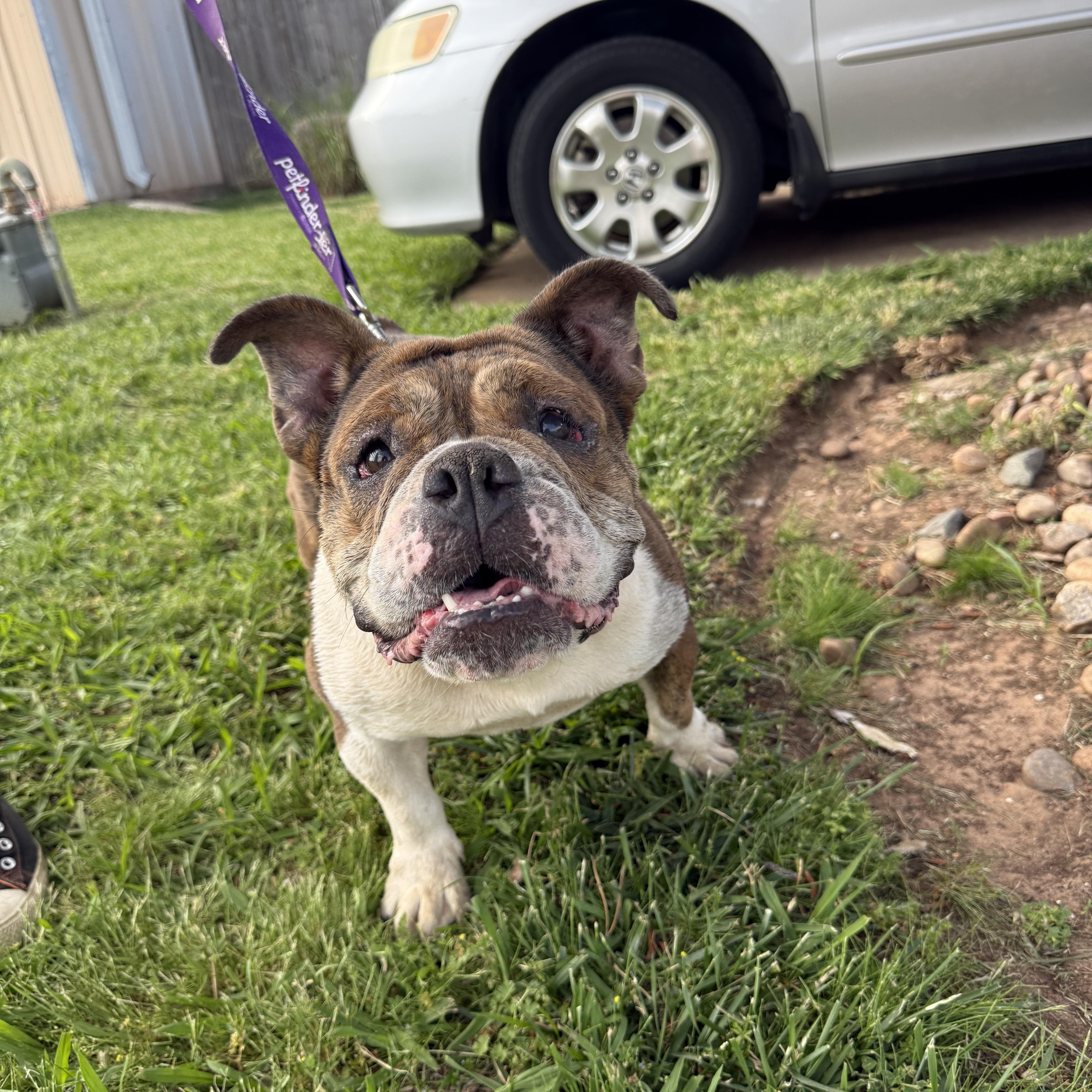 Enlarge Trudy Toad, a Adoptable English Bulldog in Mendham , NJ image 3/6