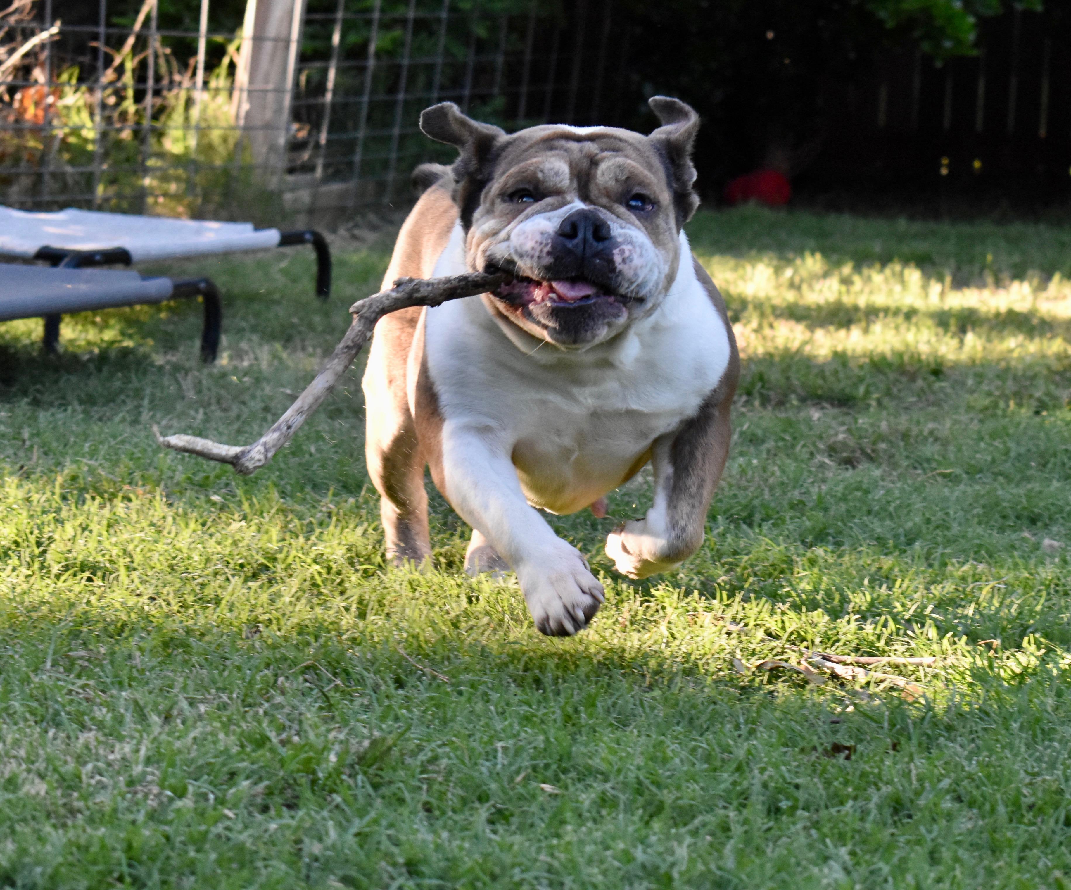 Enlarge Trudy Toad, a Adoptable English Bulldog in Mendham , NJ image 2/6