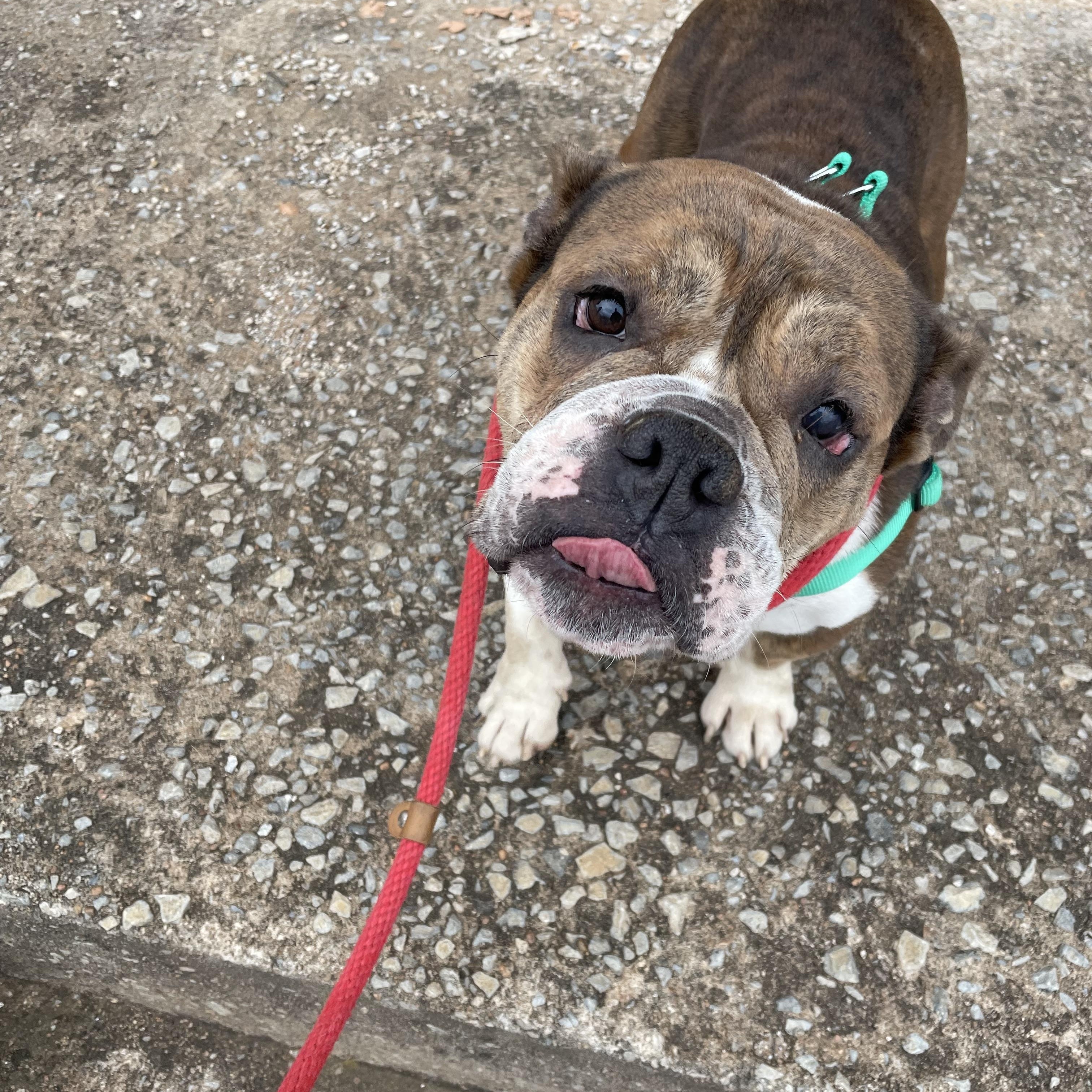 Enlarge Trudy Toad, a Adoptable English Bulldog in Mendham , NJ image 4/6