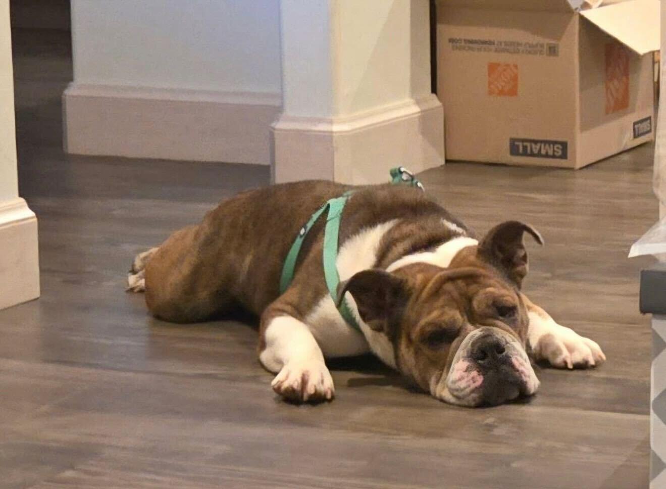 Enlarge Trudy Toad, a Adoptable English Bulldog in Mendham , NJ image 6/6