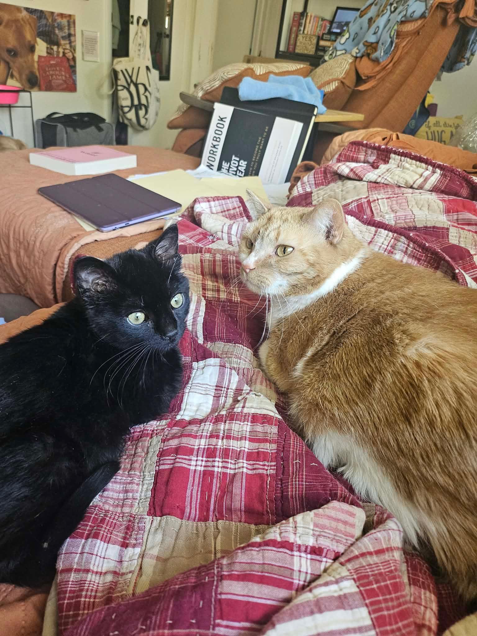 Enlarge Calvin, a ADOPTABLE Domestic Short Hair in Grand Haven, MI image 3/5