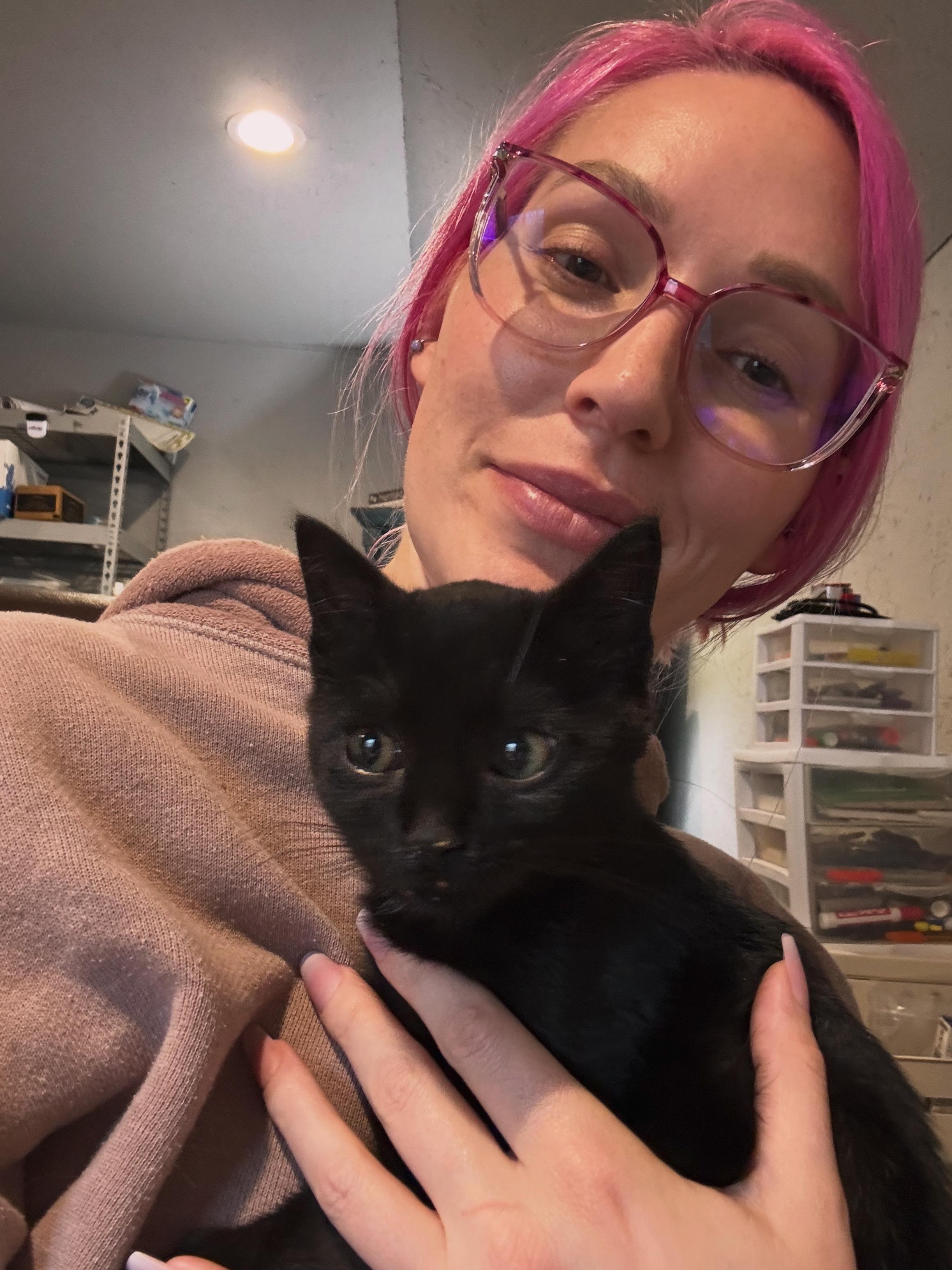 Enlarge Calvin, a ADOPTABLE Domestic Short Hair in Grand Haven, MI image 4/5