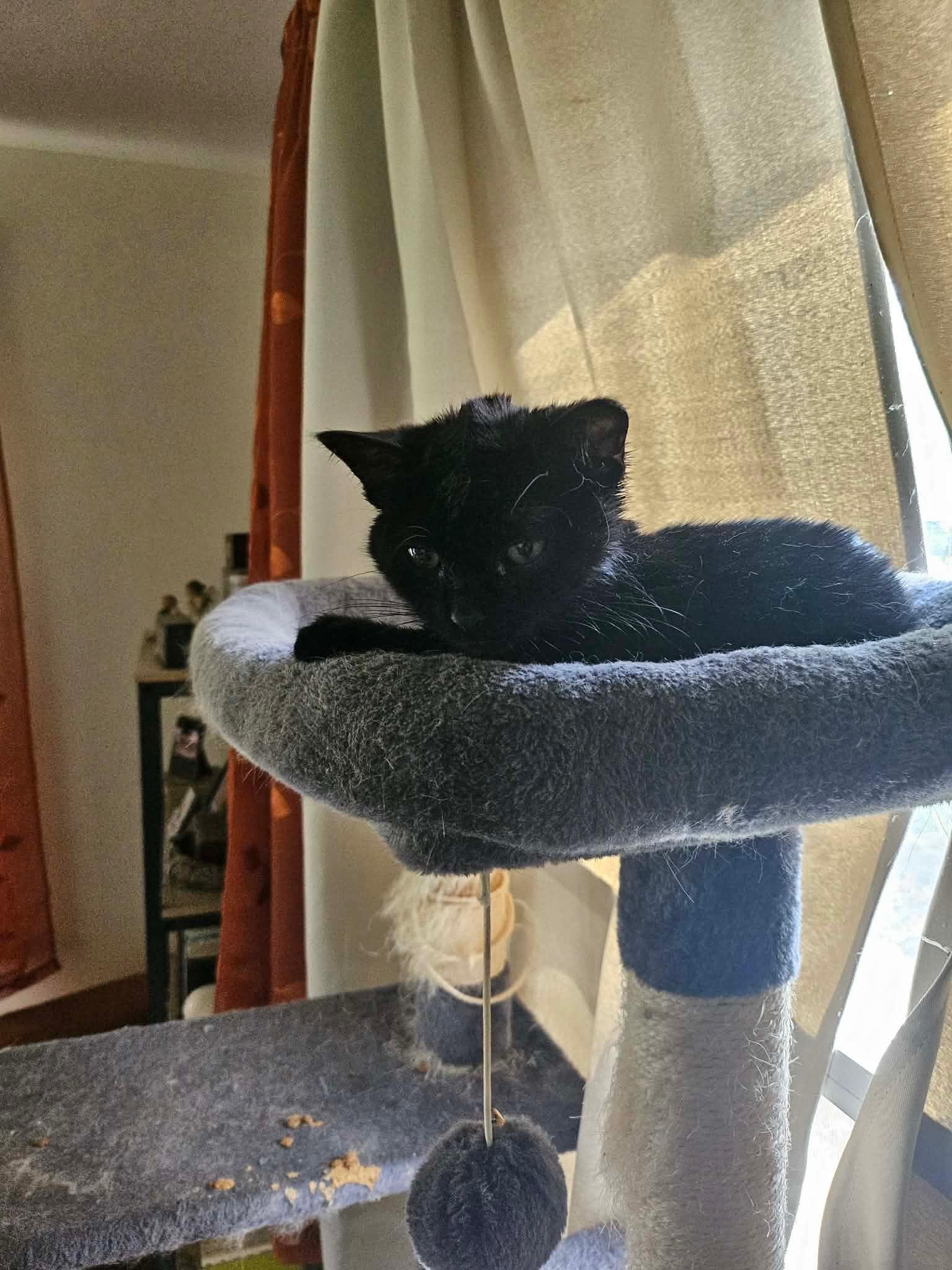 Enlarge Calvin, a ADOPTABLE Domestic Short Hair in Grand Haven, MI image 2/5