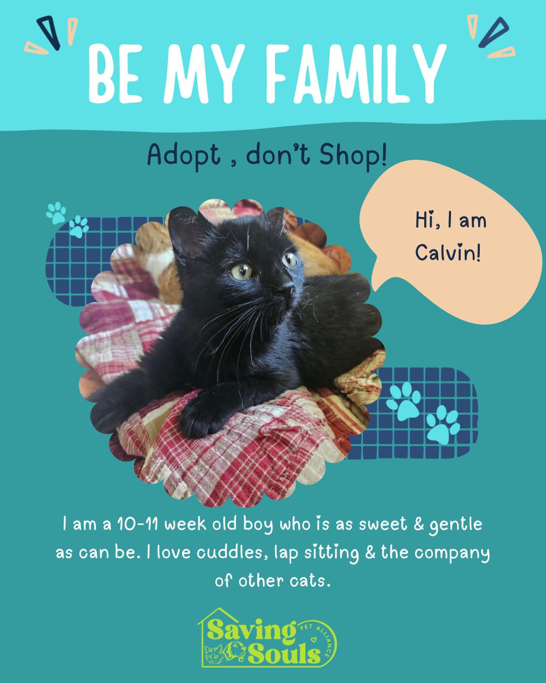 Enlarge Calvin, a ADOPTABLE Domestic Short Hair in Grand Haven, MI image 1/5
