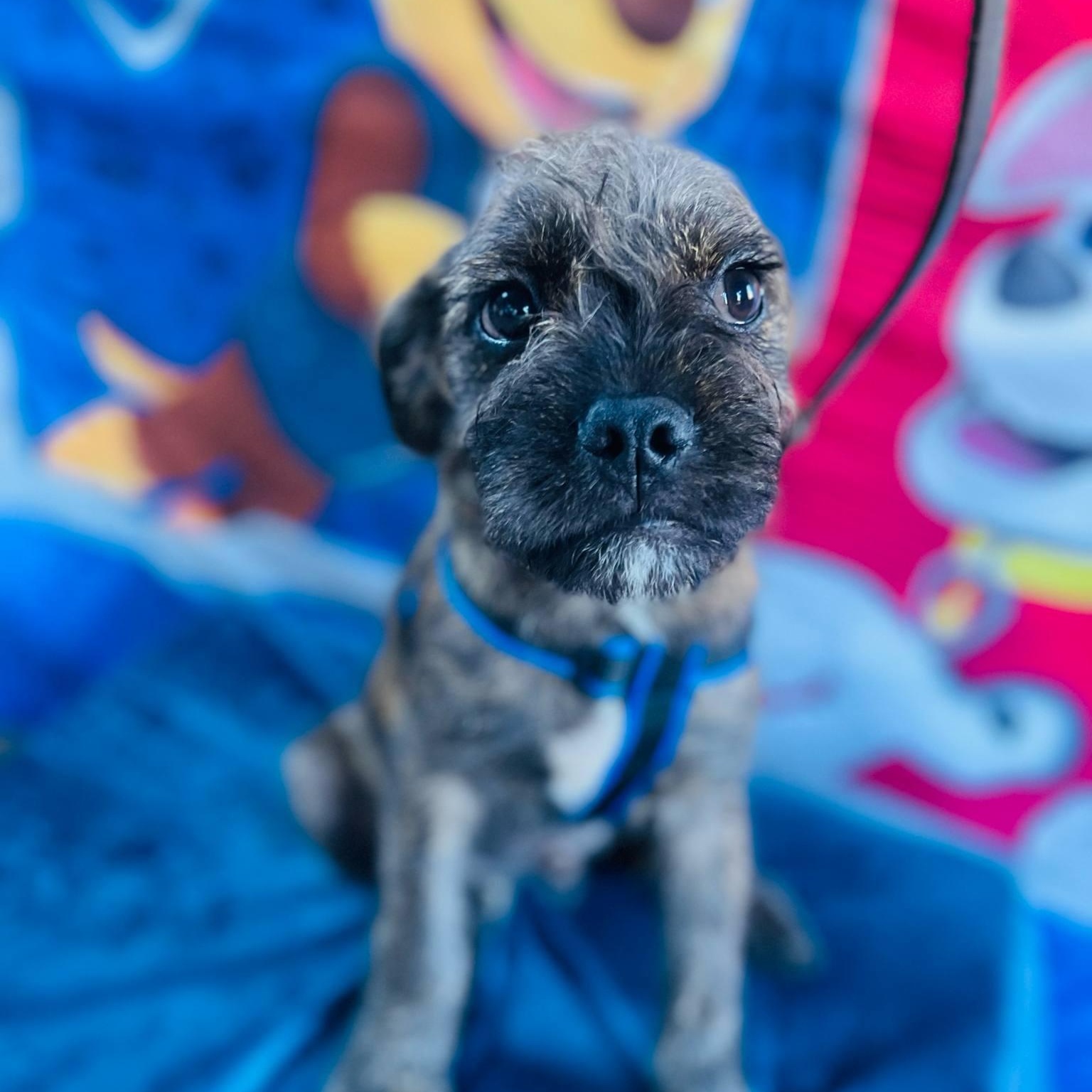 Peter, an adoptable Pekingese, Pug in Aliso Viejo, CA, 92656 | Photo Image 2