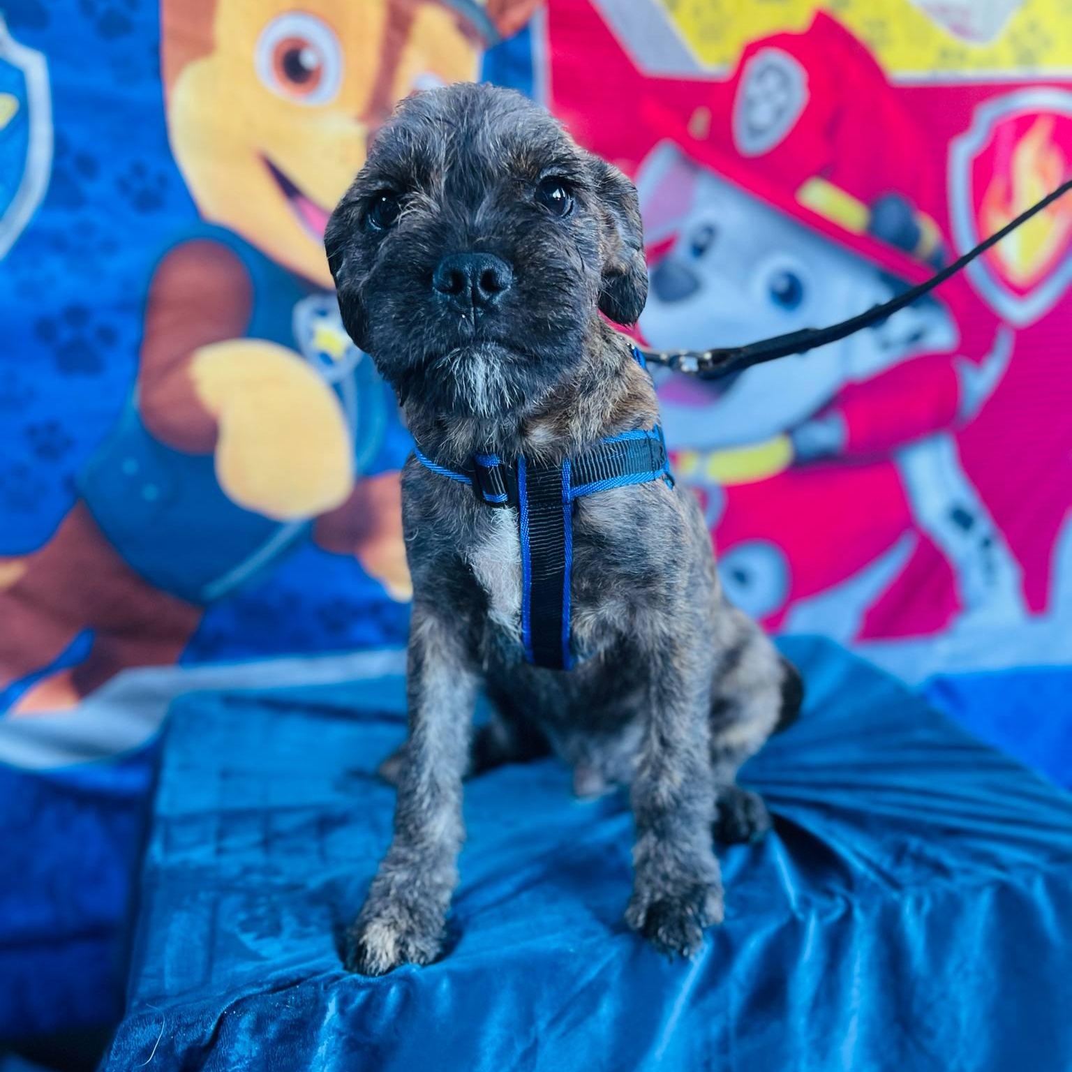 Peter, an adoptable Pekingese, Pug in Aliso Viejo, CA, 92656 | Photo Image 3
