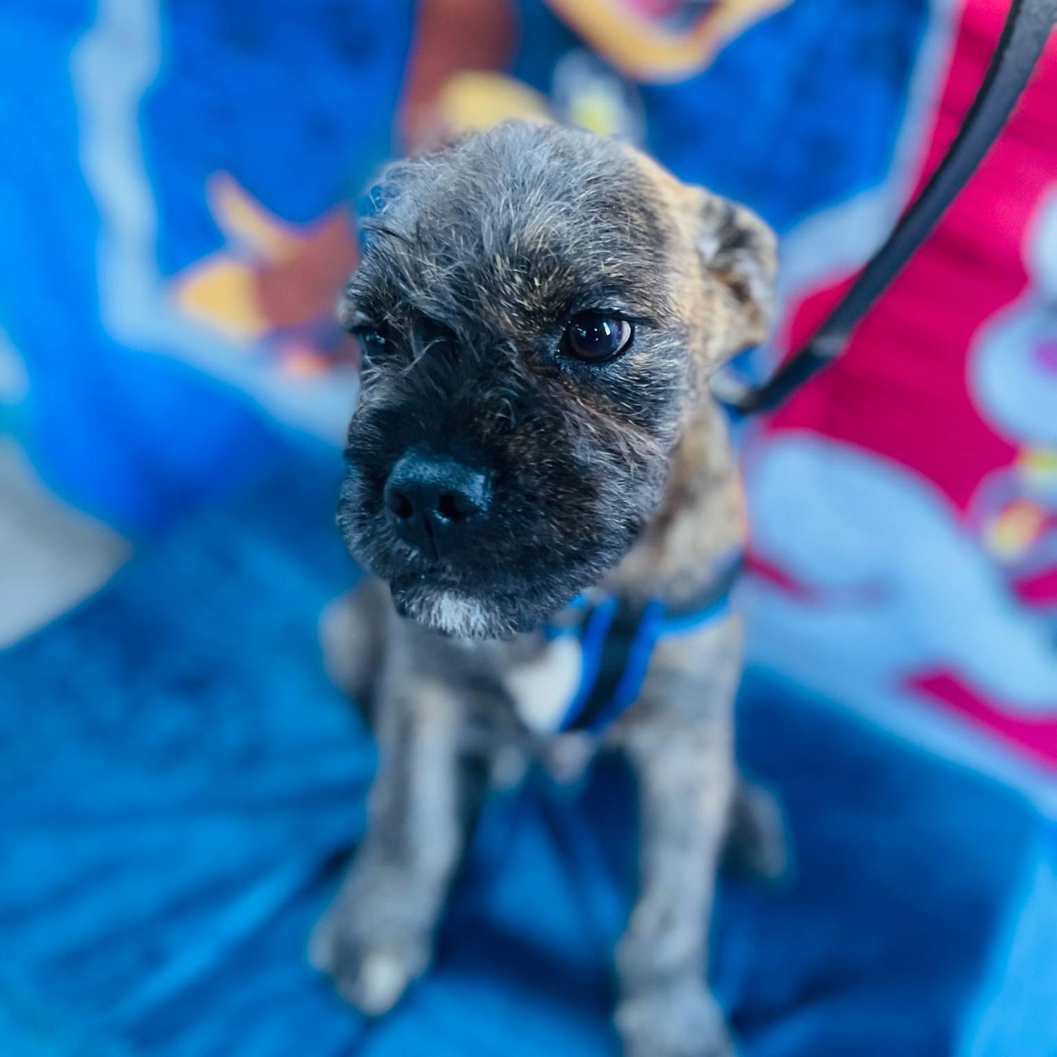 Peter, an adoptable Pekingese, Pug in Aliso Viejo, CA, 92656 | Photo Image 4