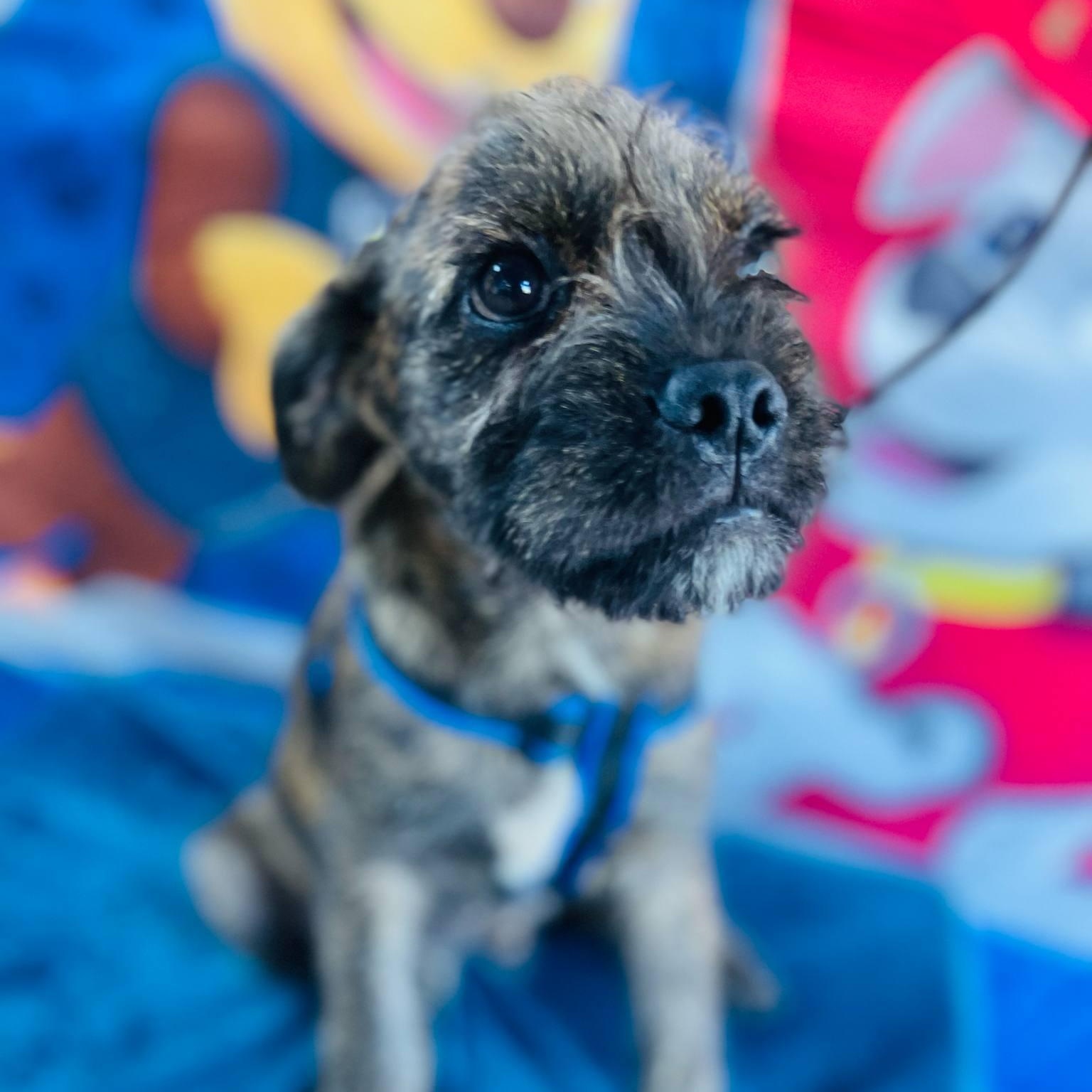 Peter, an adoptable Pekingese, Pug in Aliso Viejo, CA, 92656 | Photo Image 1