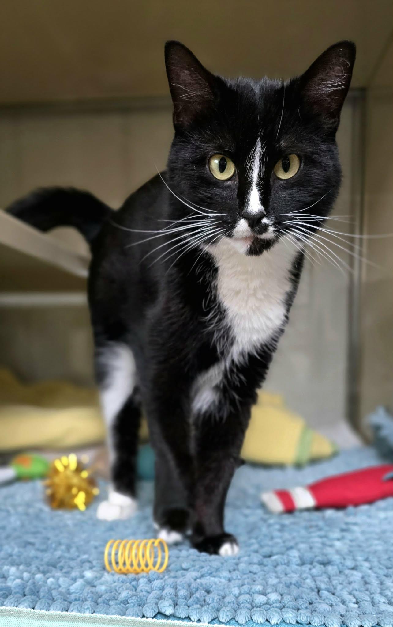 Jasmine, ADOPTABLE, Adult Female Domestic Short Hair.