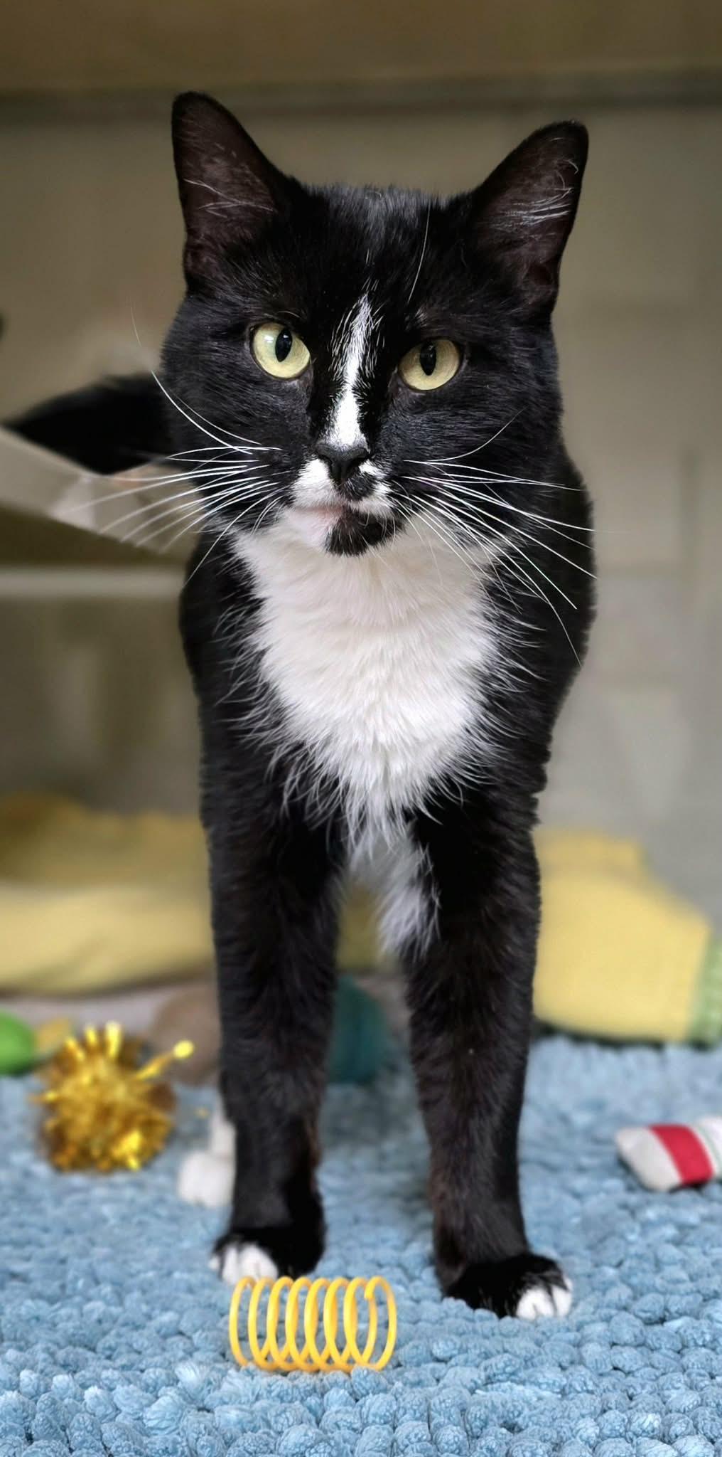 Enlarge Jasmine, a ADOPTABLE Domestic Short Hair in New Castle, PA image 3/4